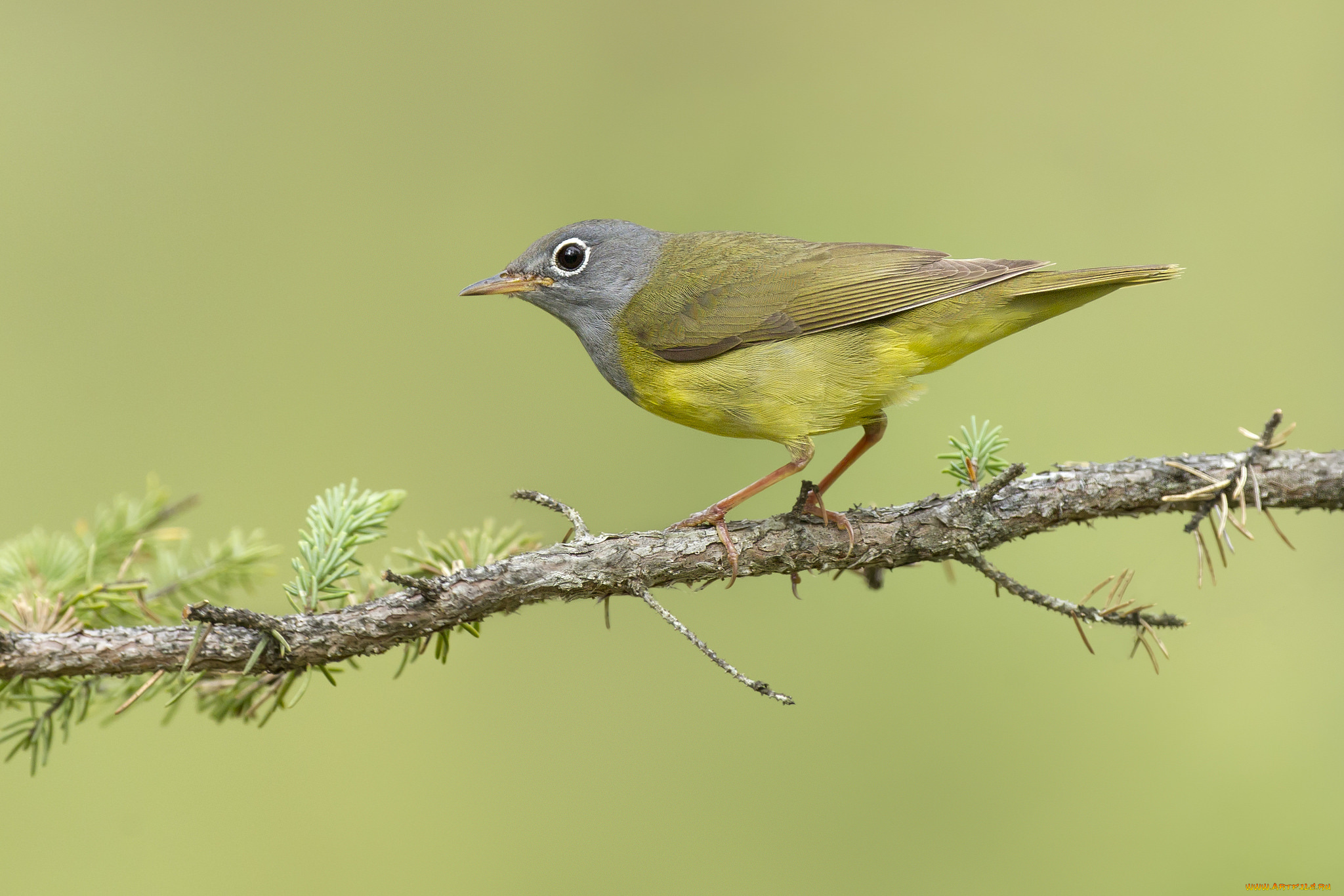 животные, птицы, птичка