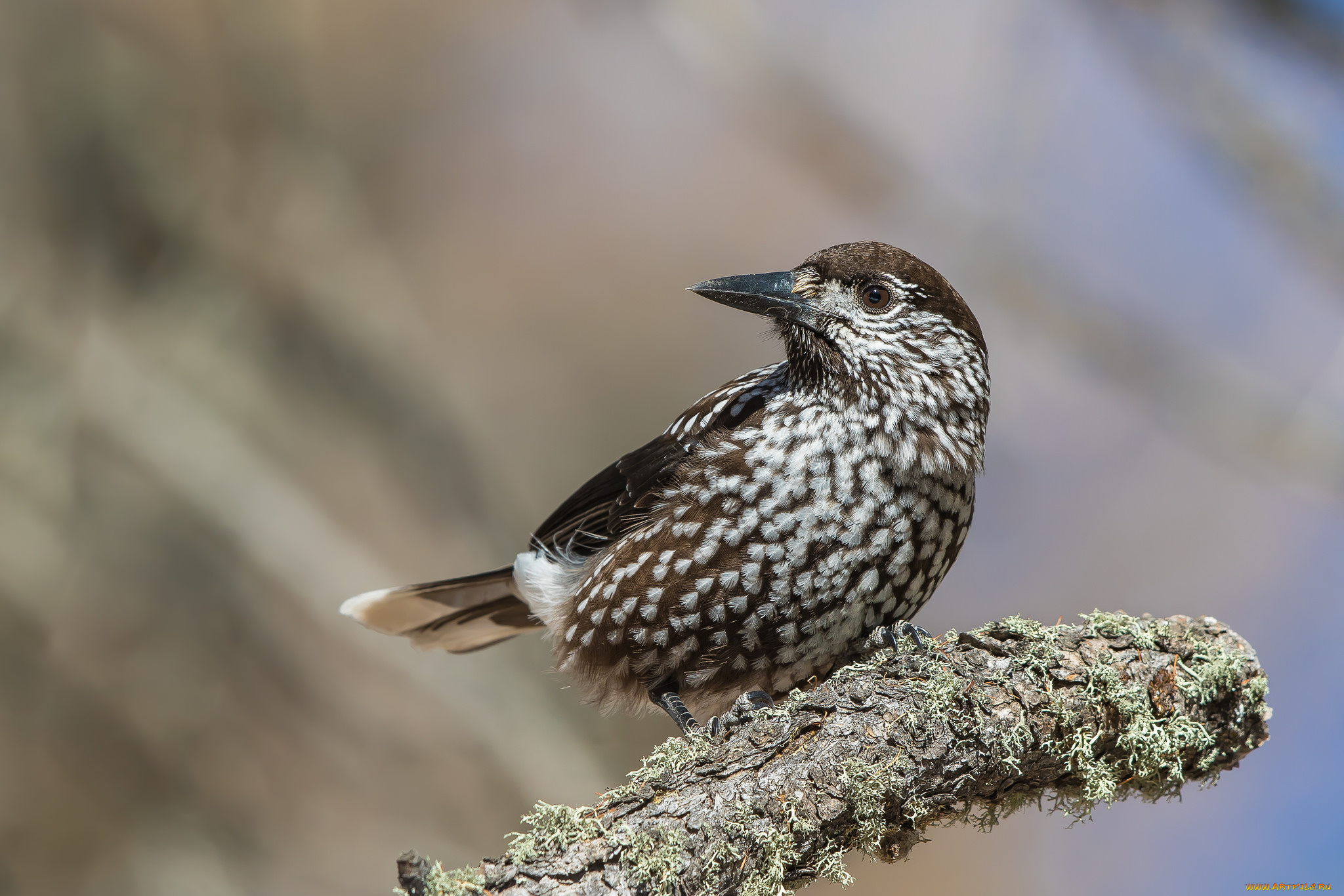 животные, птицы, птичка