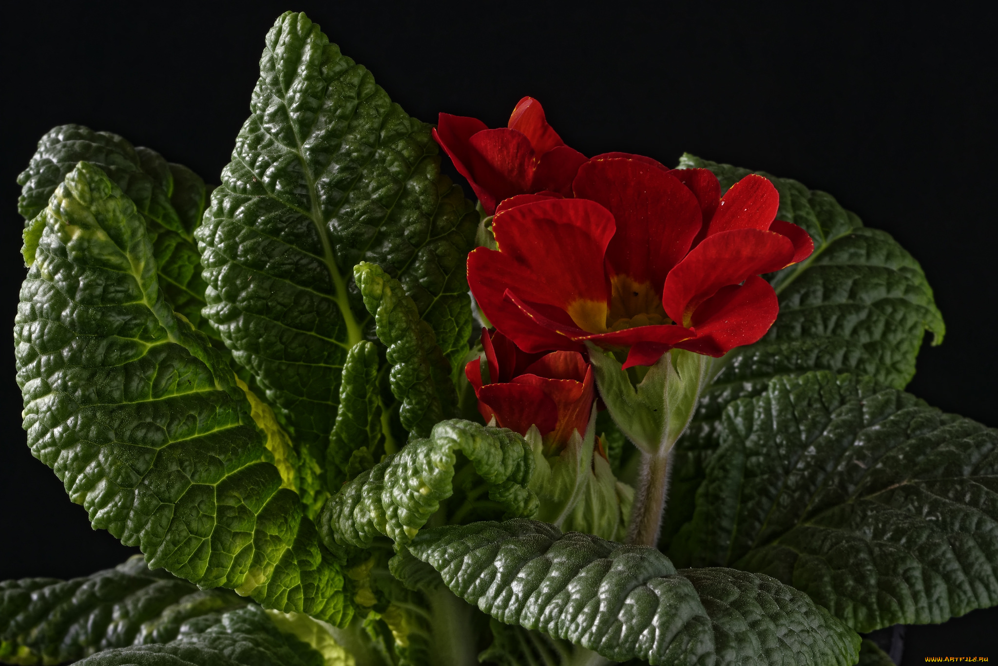 цветы, примулы, листья, лепестки