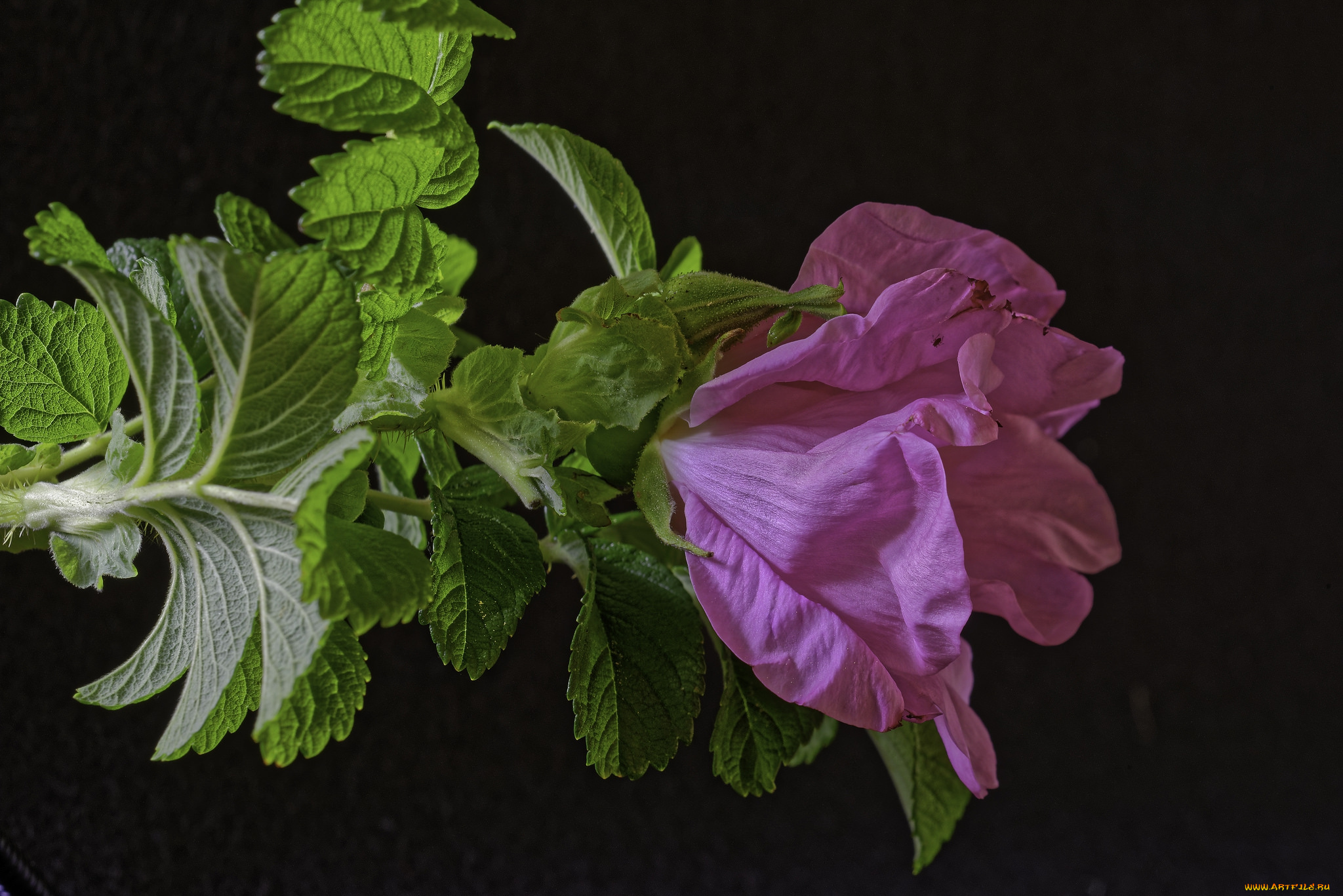 цветы, шиповник, лепесткилистья, листья, лепестки