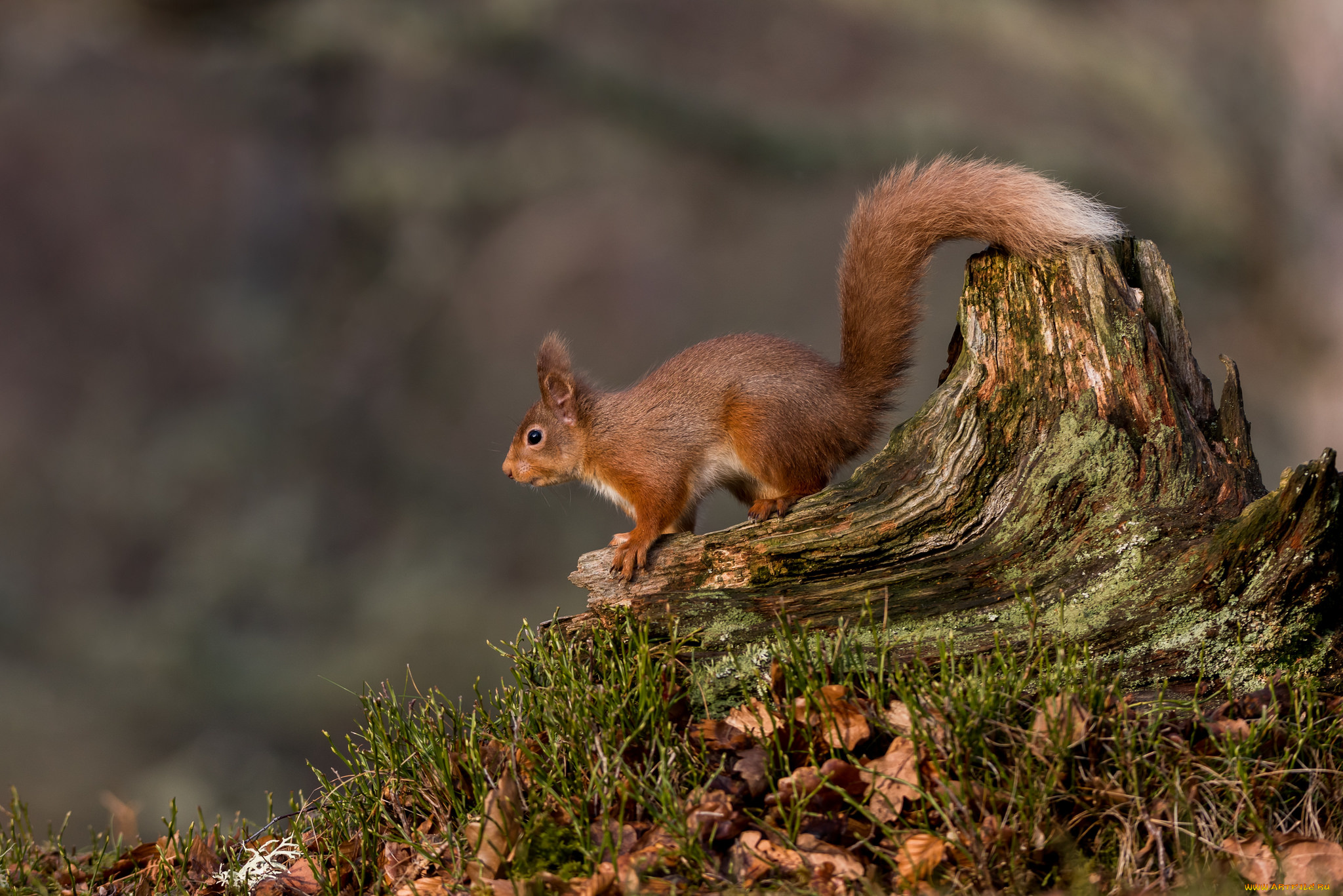 животные, белки, белка