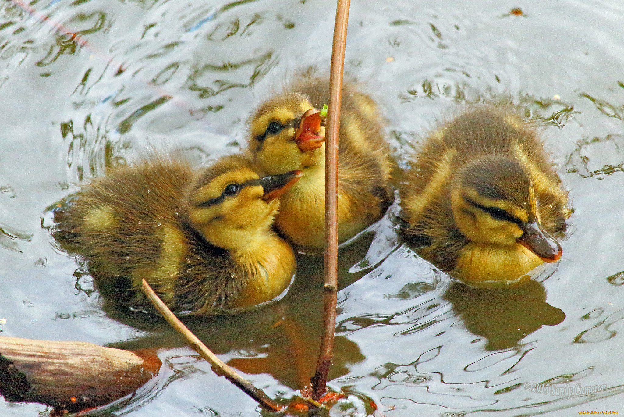 животные, утки, утята