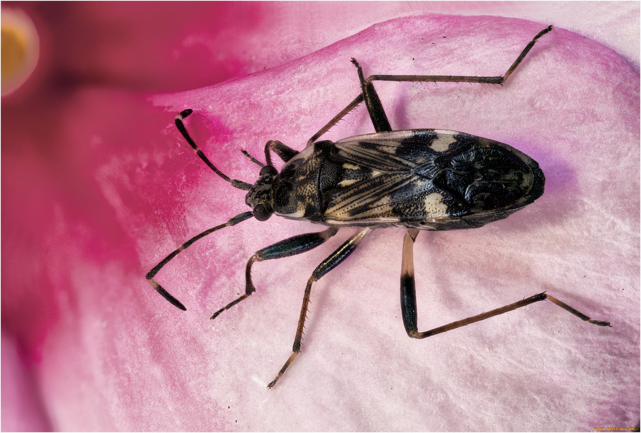 животные, насекомые, жук