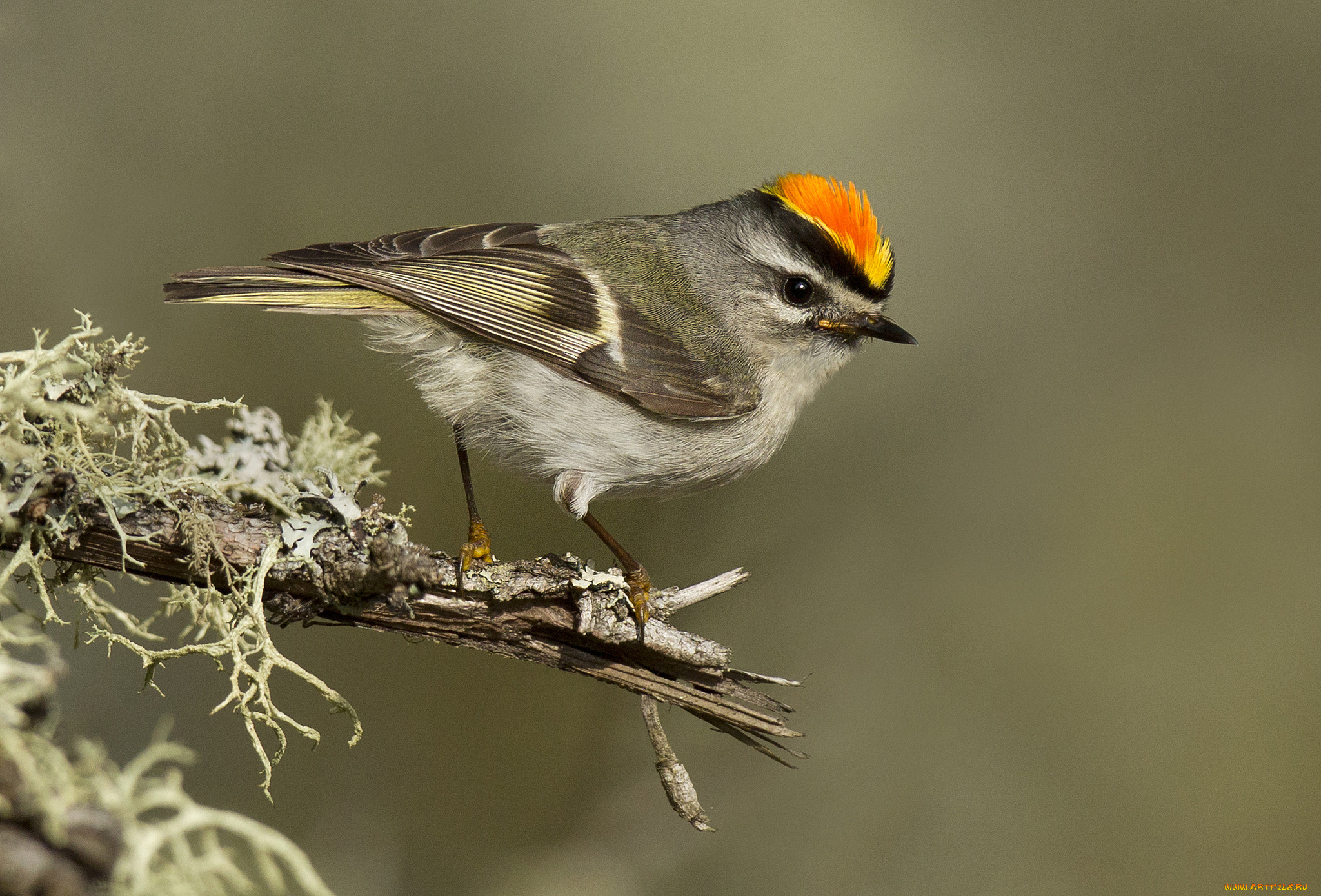 животные, птицы, птичка