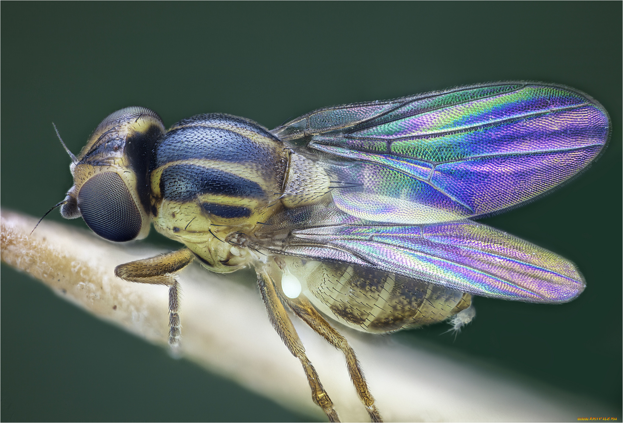 животные, насекомые, муха