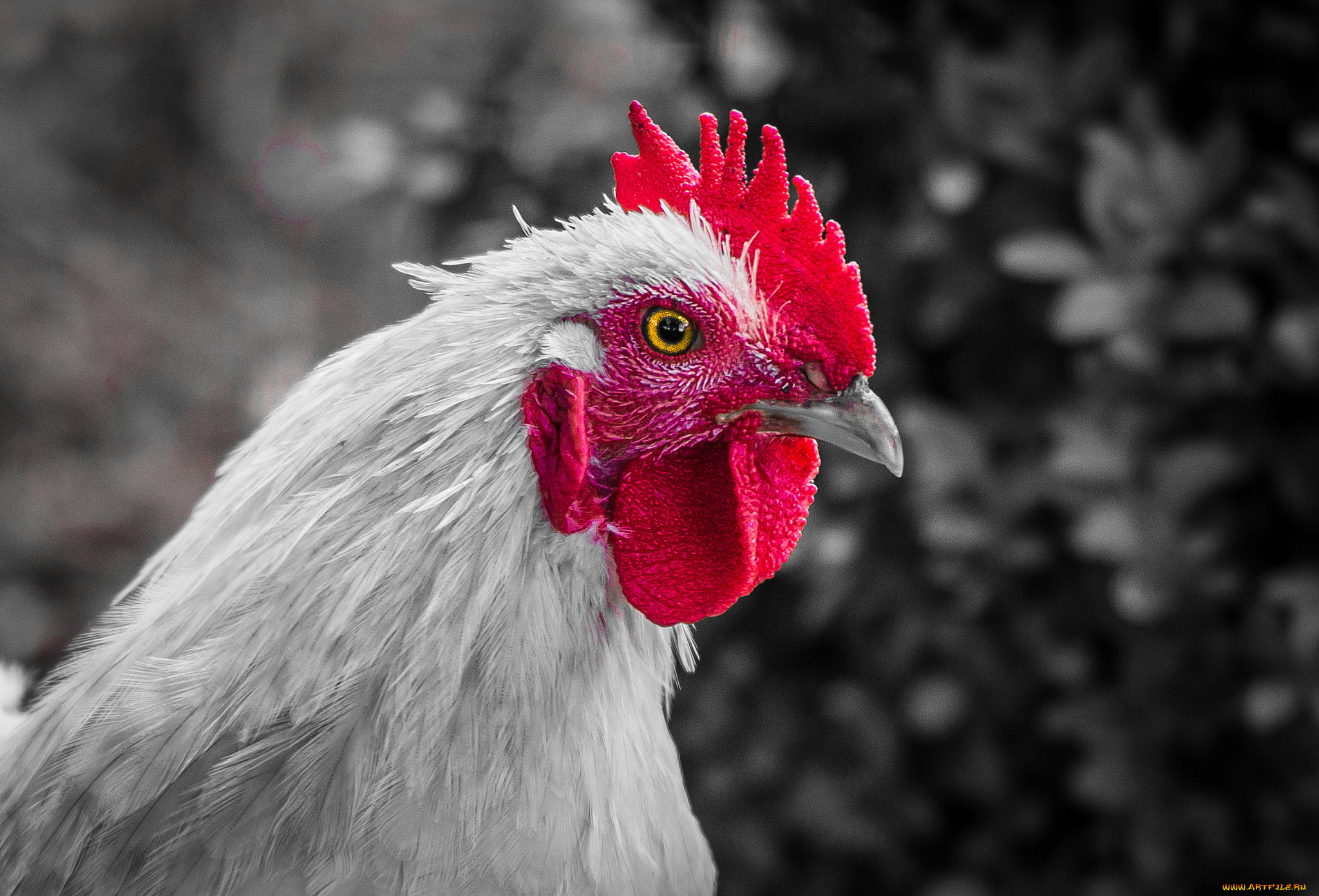 животные, куры, , петухи, курица