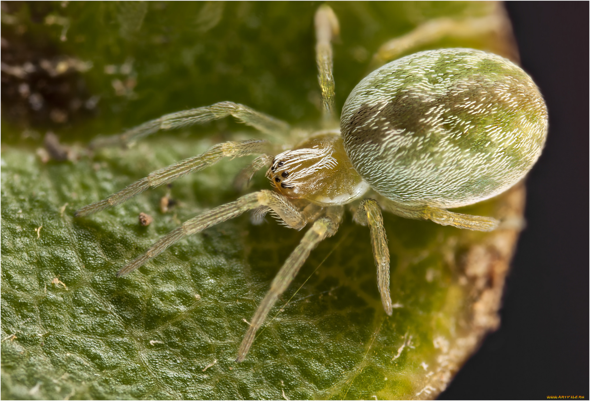 животные, пауки, паук