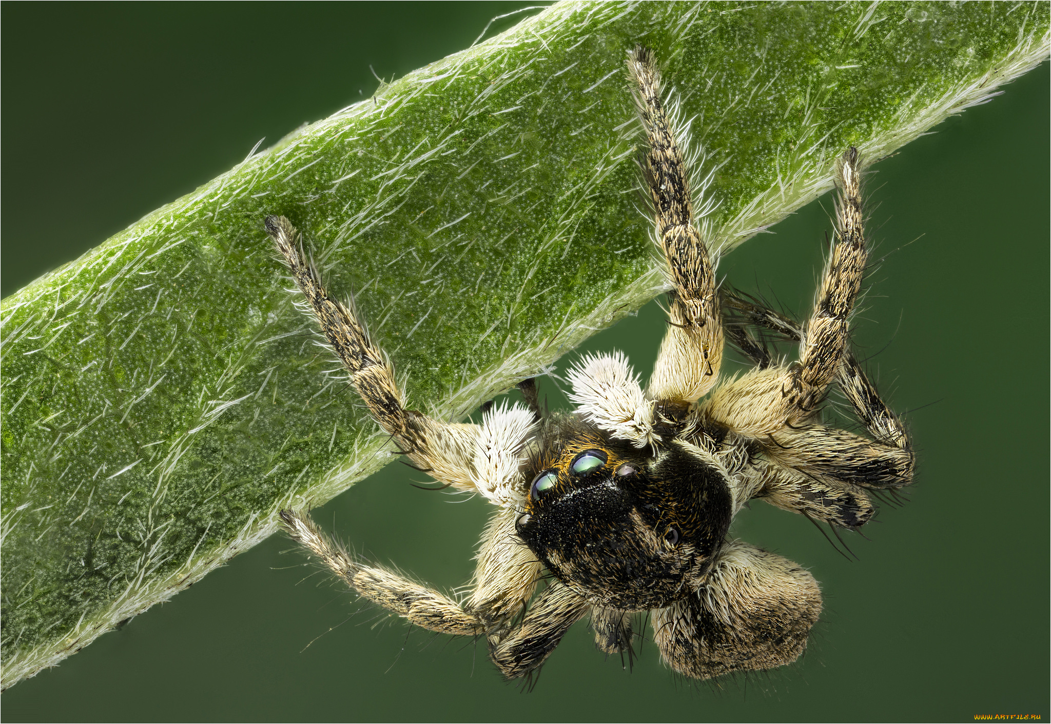 животные, пауки, паук