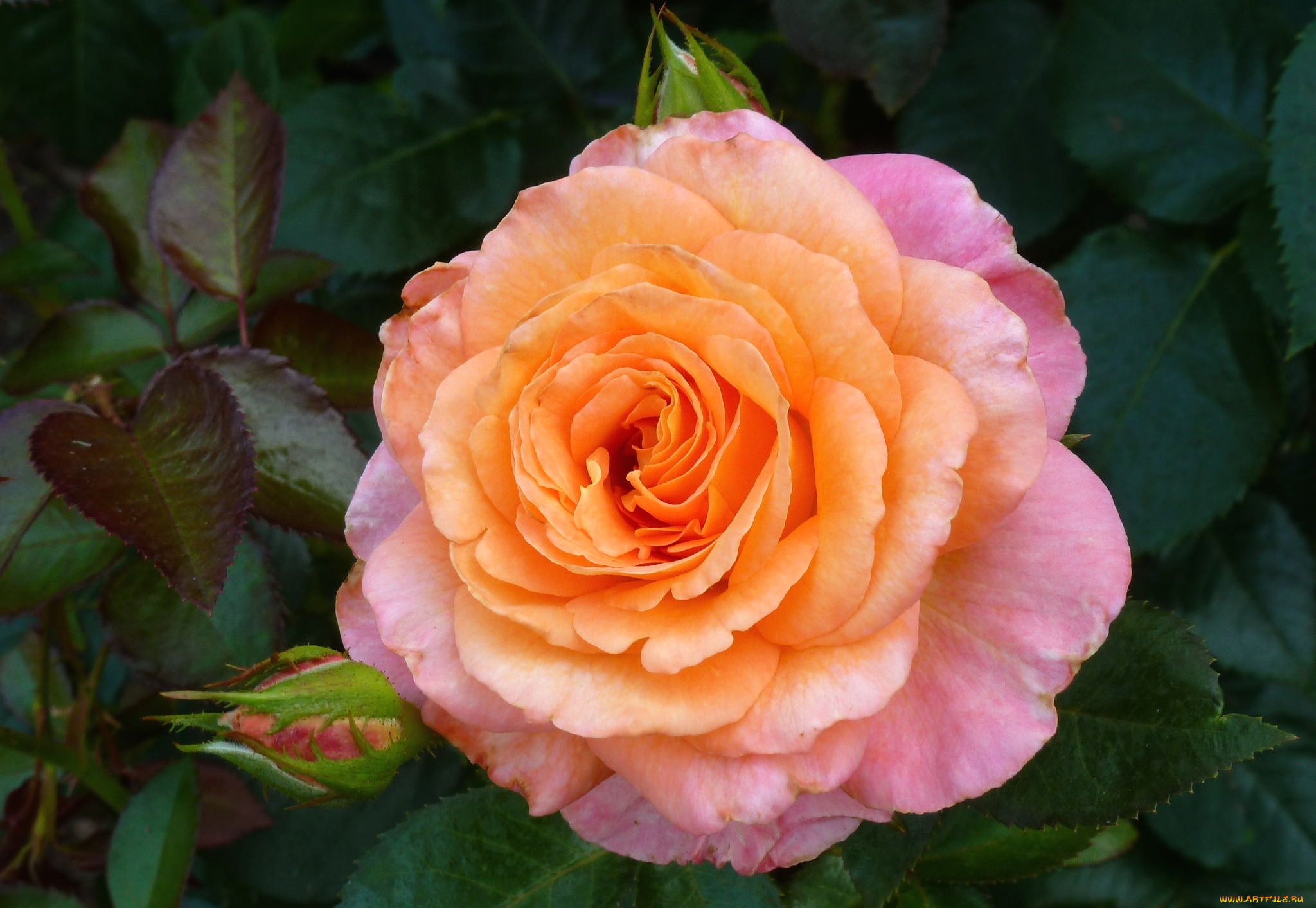 цветы, розы, роза