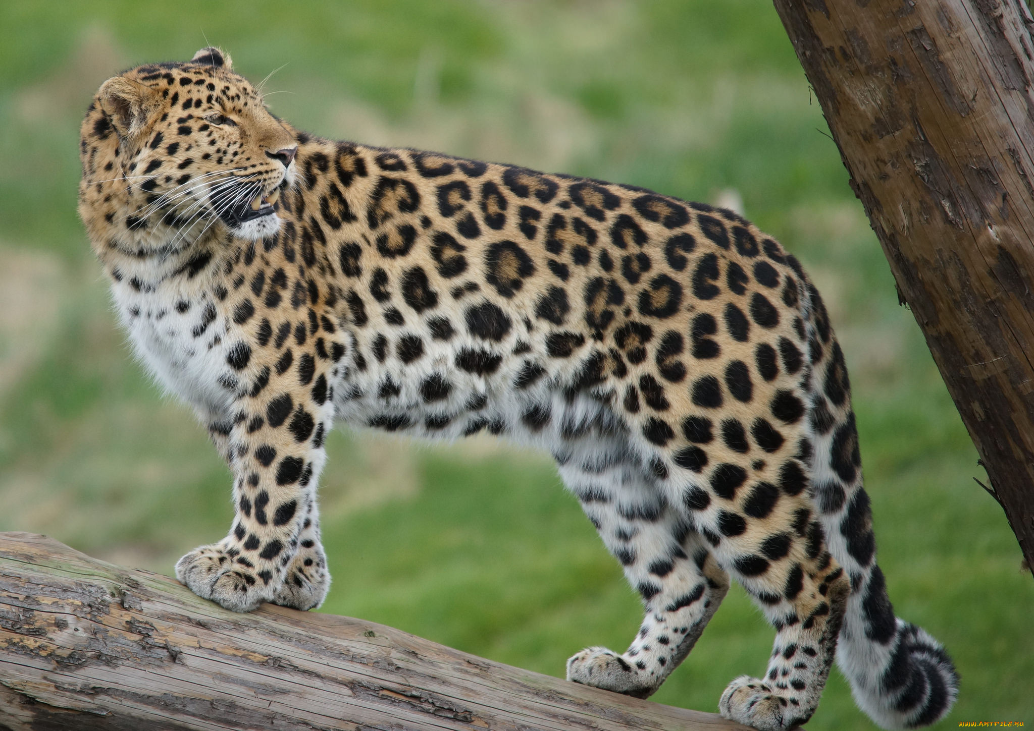 животные, леопарды, хищник