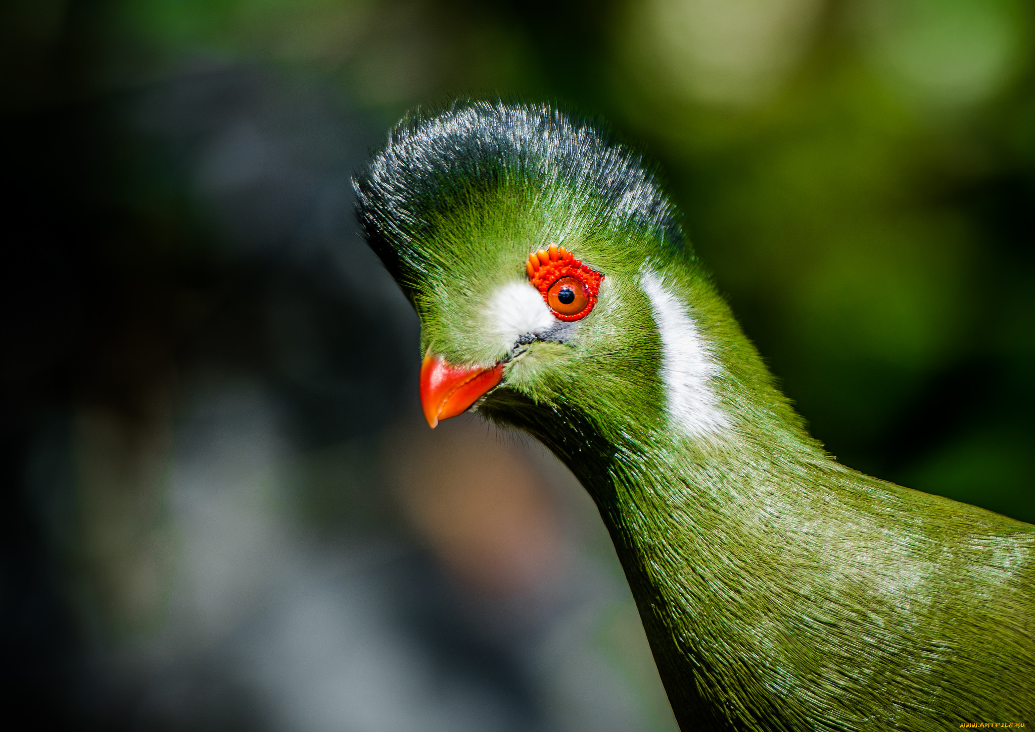 животные, турако, птица