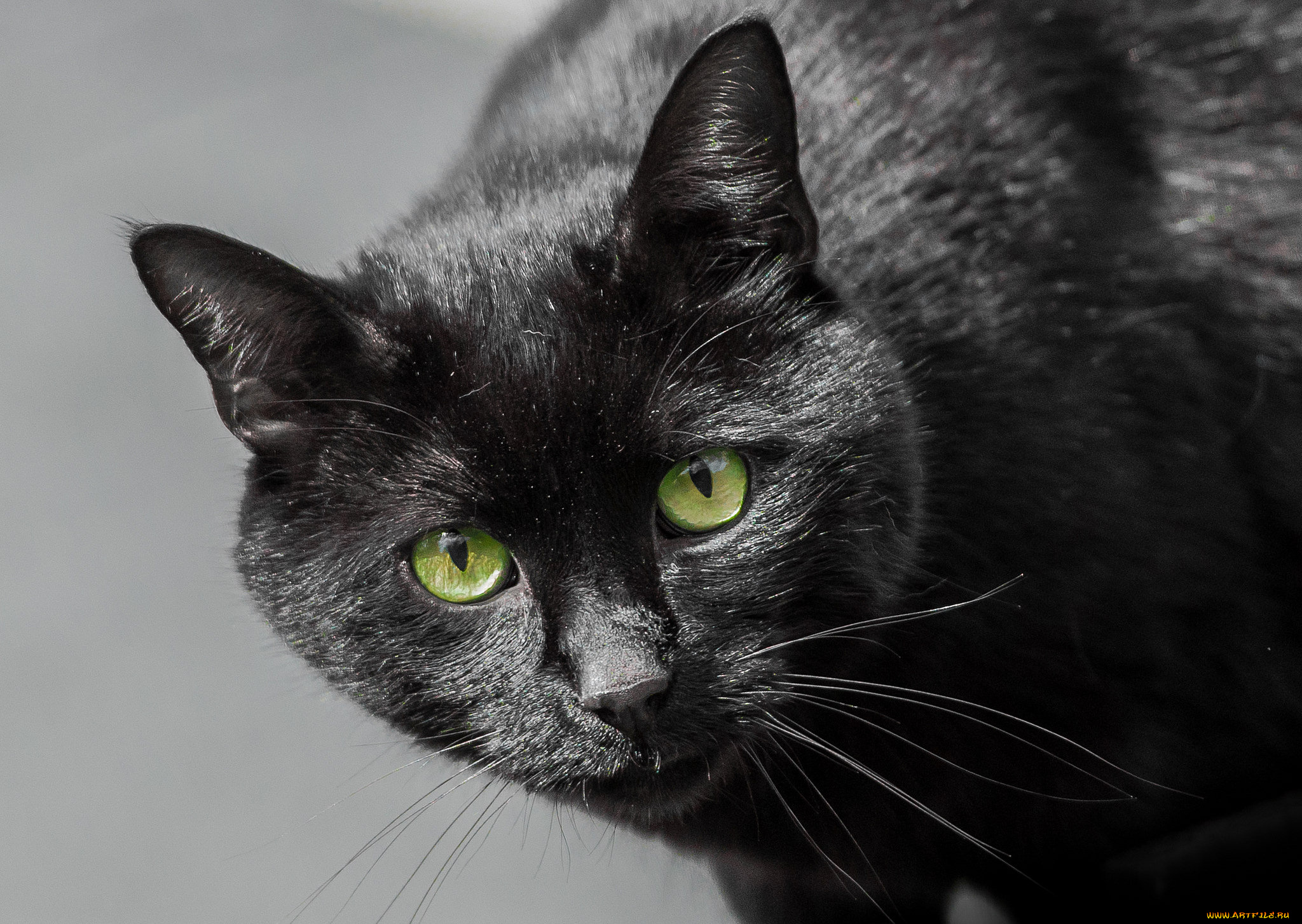 животные, коты, кот