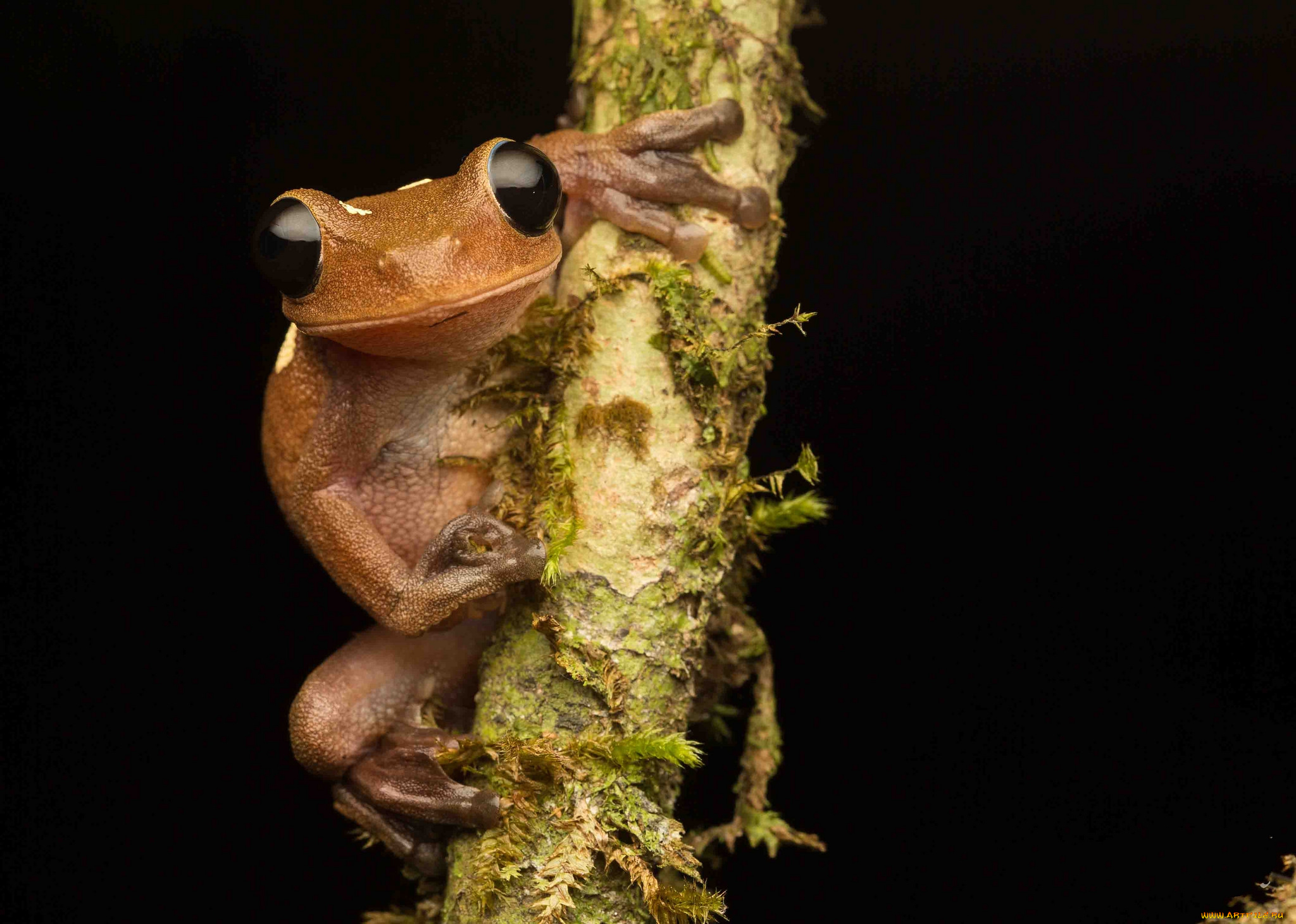 животные, лягушки, лягушка