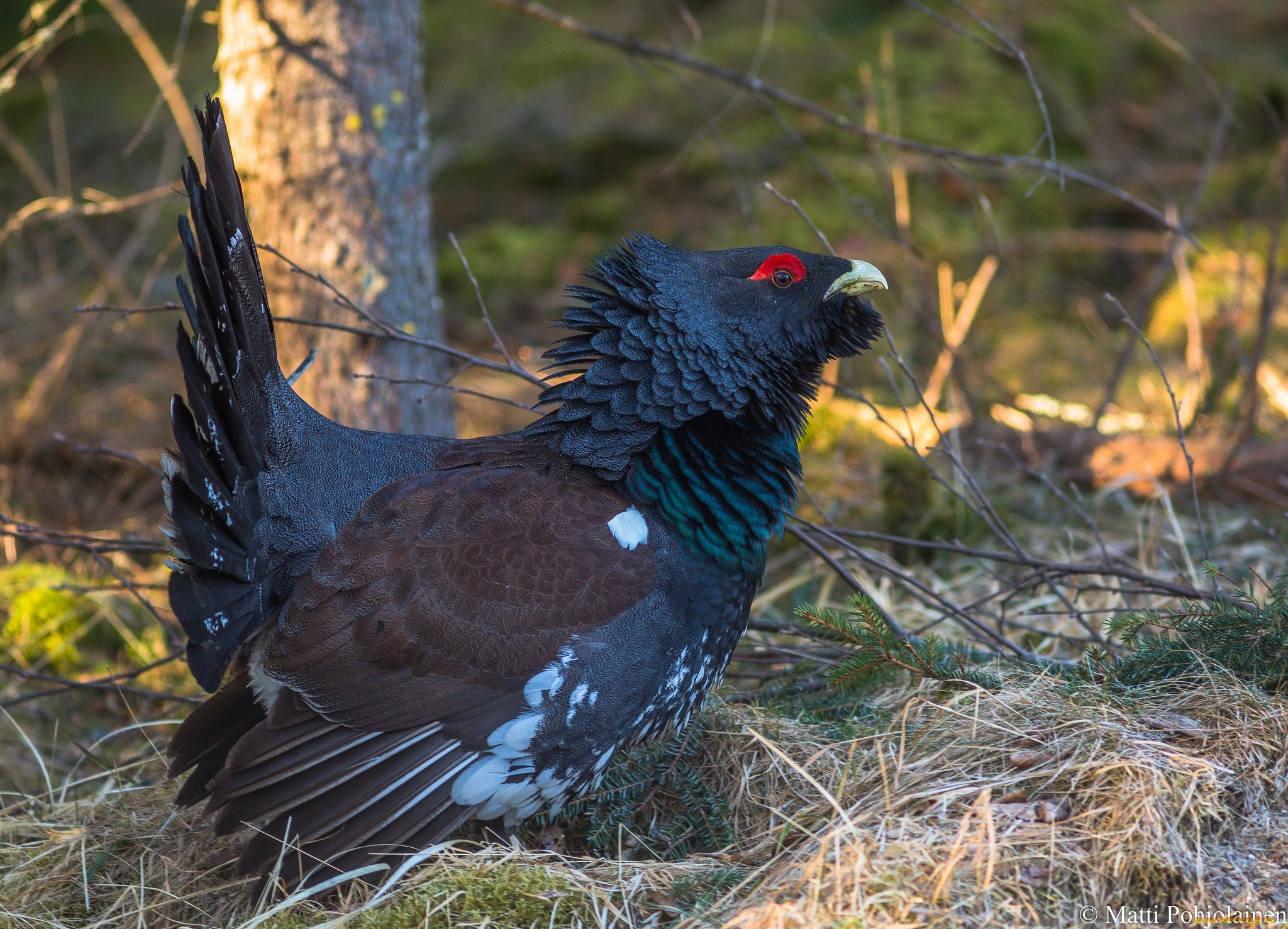 животные, глухари, , тетерева, птичка