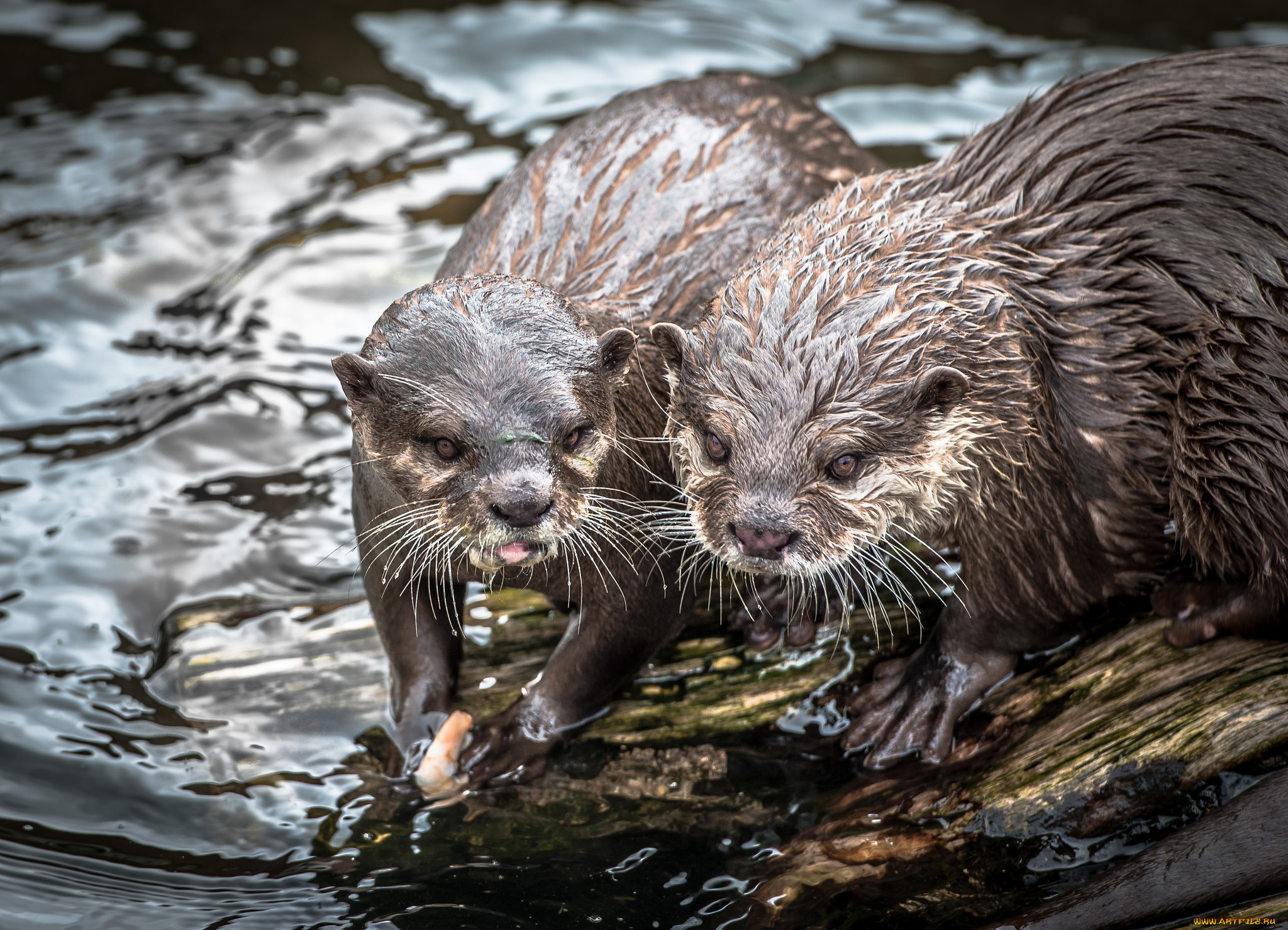 животные, выдры, , каланы, , ондатры, пара