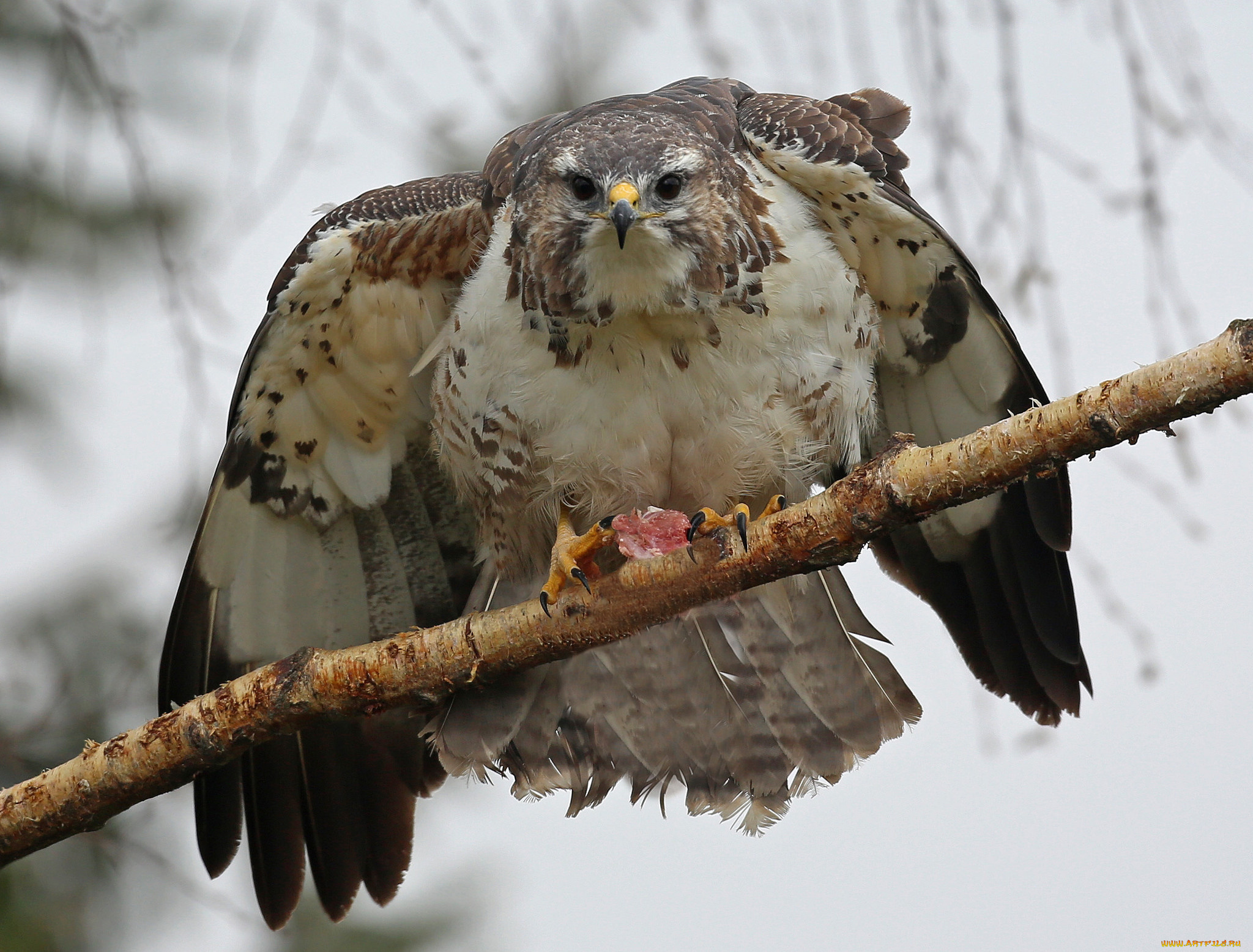 животные, птицы, -, хищники, птичка