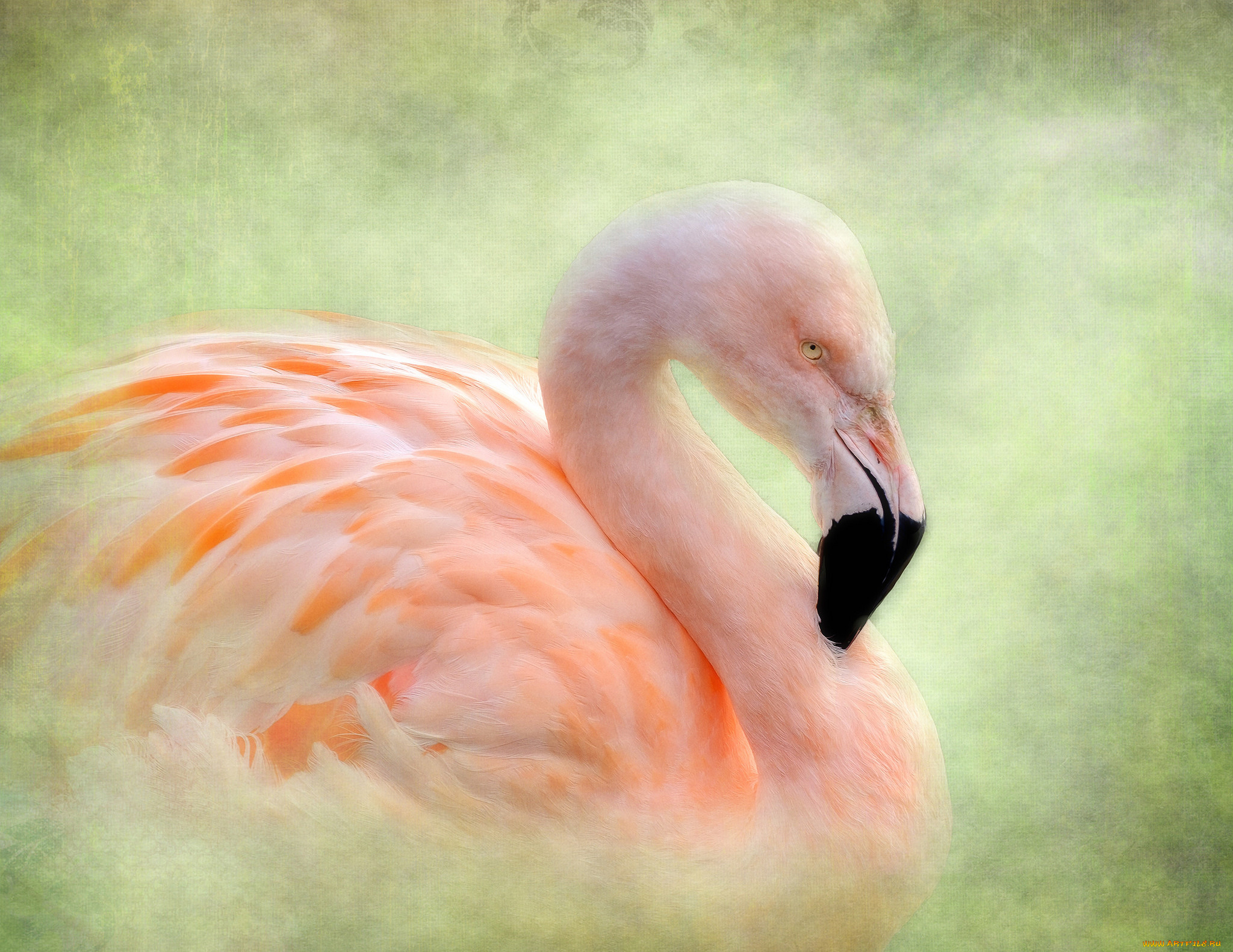 животные, фламинго, текстура, птица