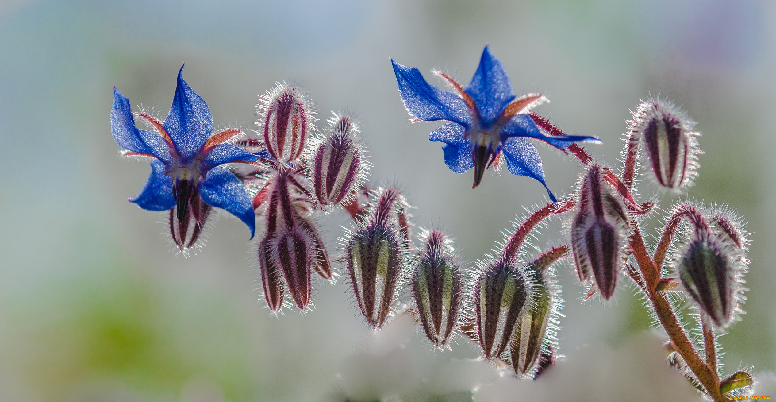 цветы, луговые, , полевые, , цветы, макро