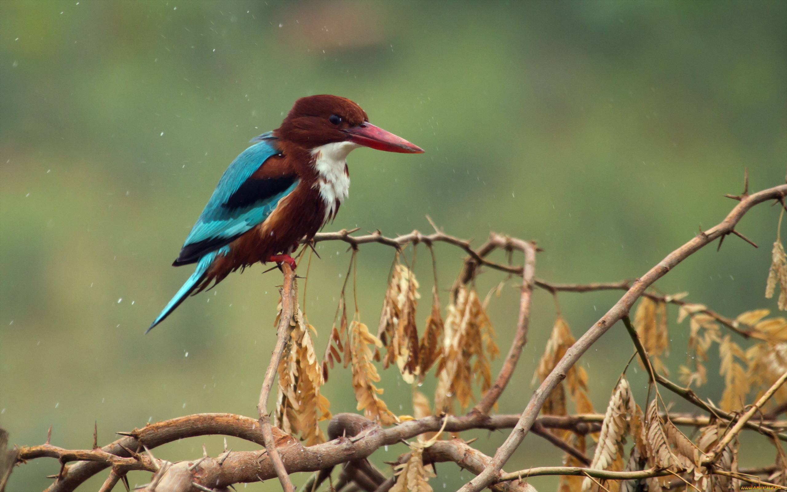 животные, зимородки, ветки, снег, акация, листья, птица, зимородок, иглы