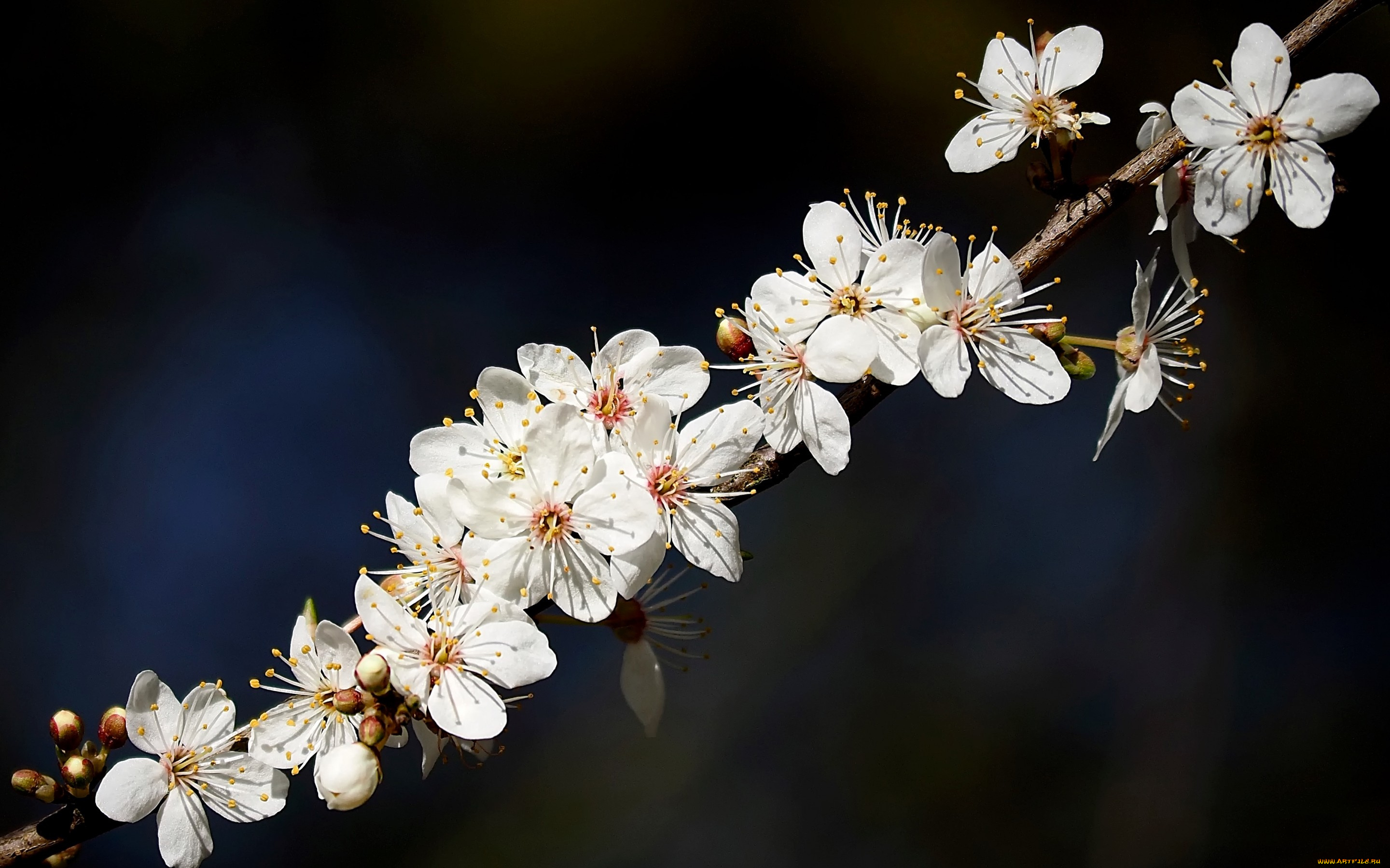 цветы, цветущие, деревья, , , кустарники, природа, веточка, цветочки, цветение