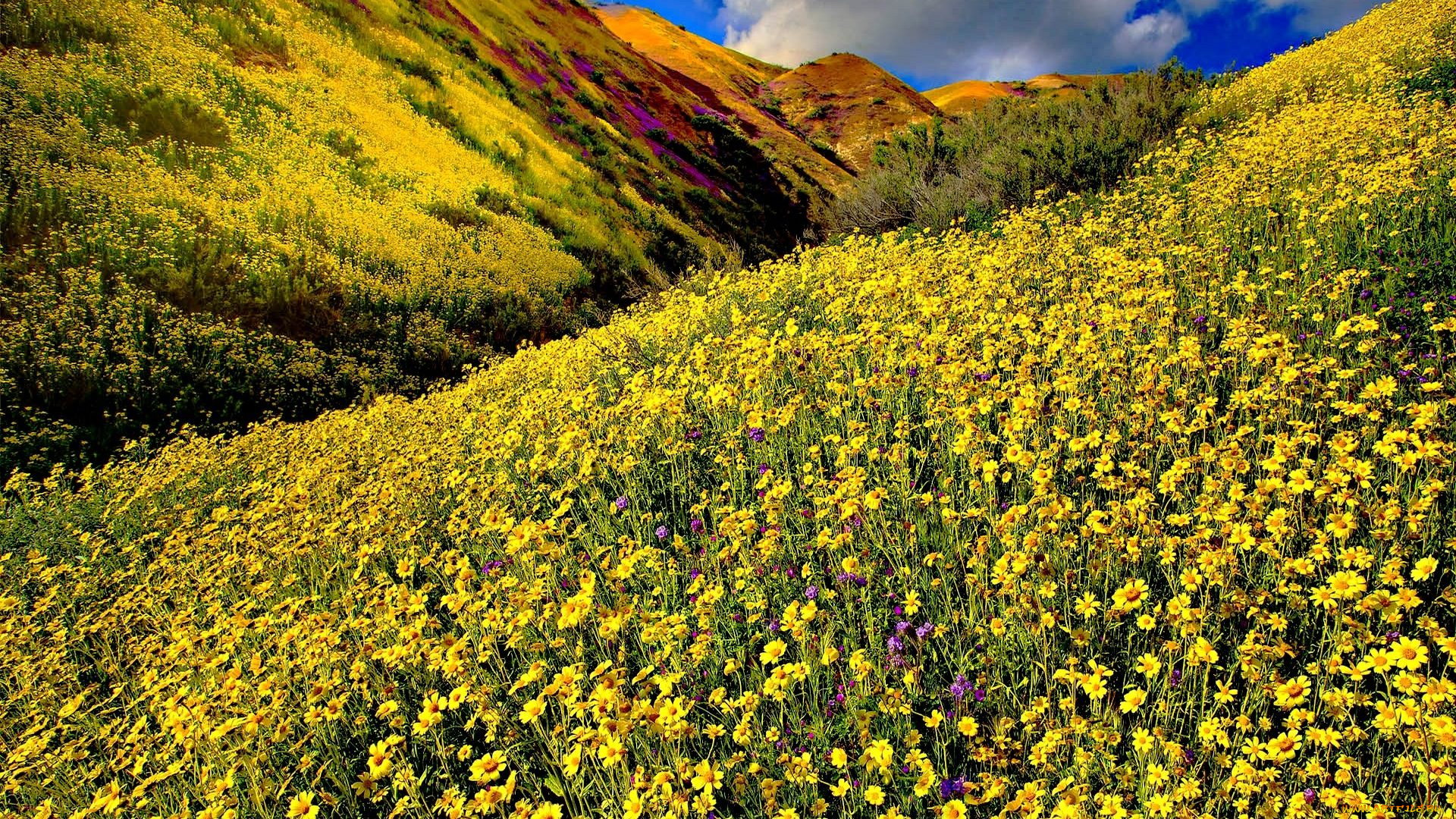 природа, луга, горы, цветы