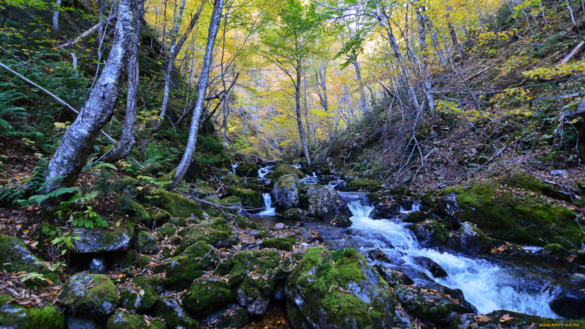 природа, реки, озера, река, лес