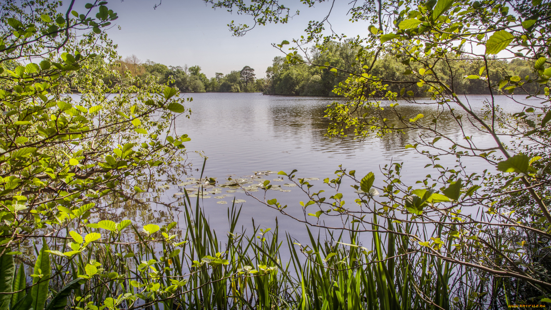 природа, реки, озера, река, лес