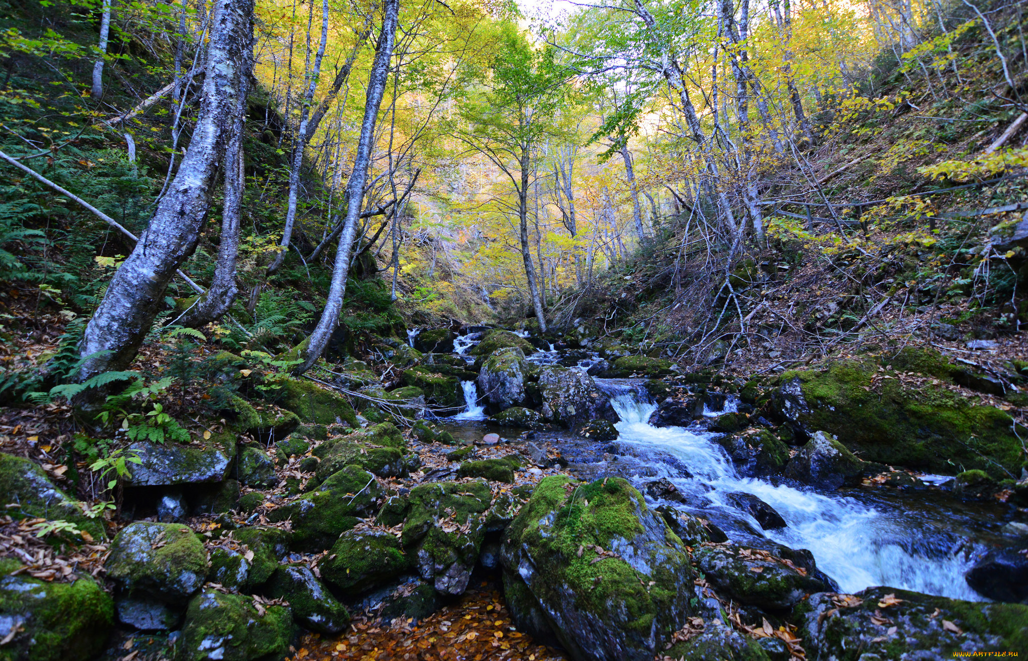 природа, реки, озера, река, лес