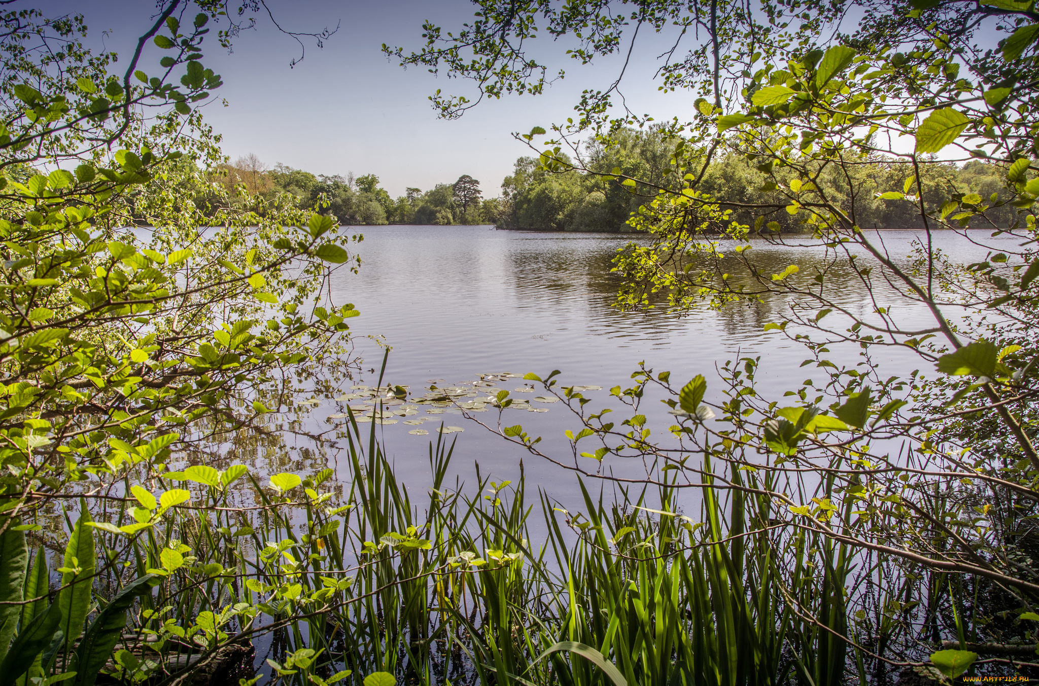 природа, реки, озера, река, лес