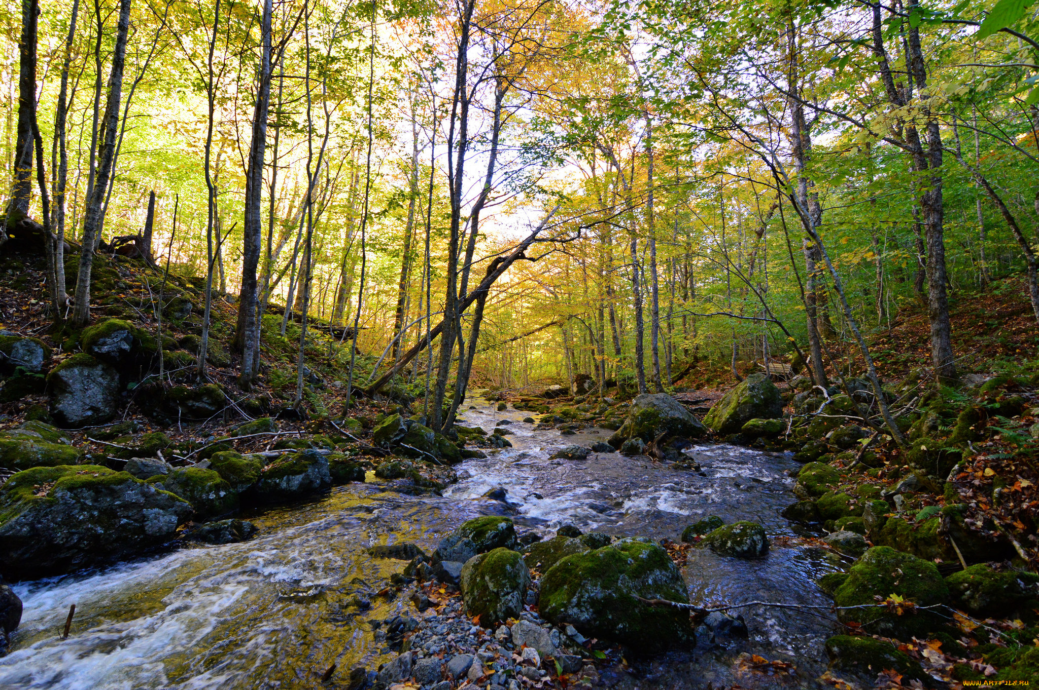 природа, реки, озера, река, лес