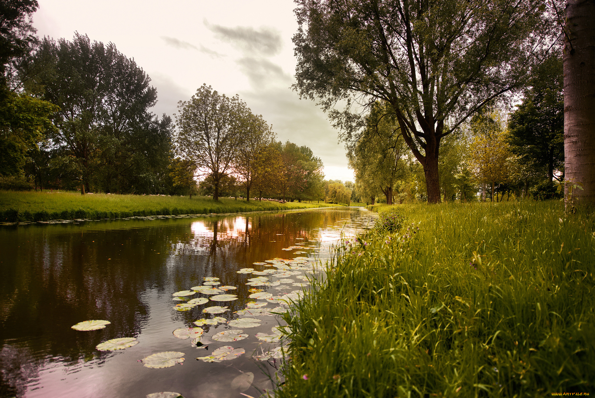 природа, реки, озера, река, лес