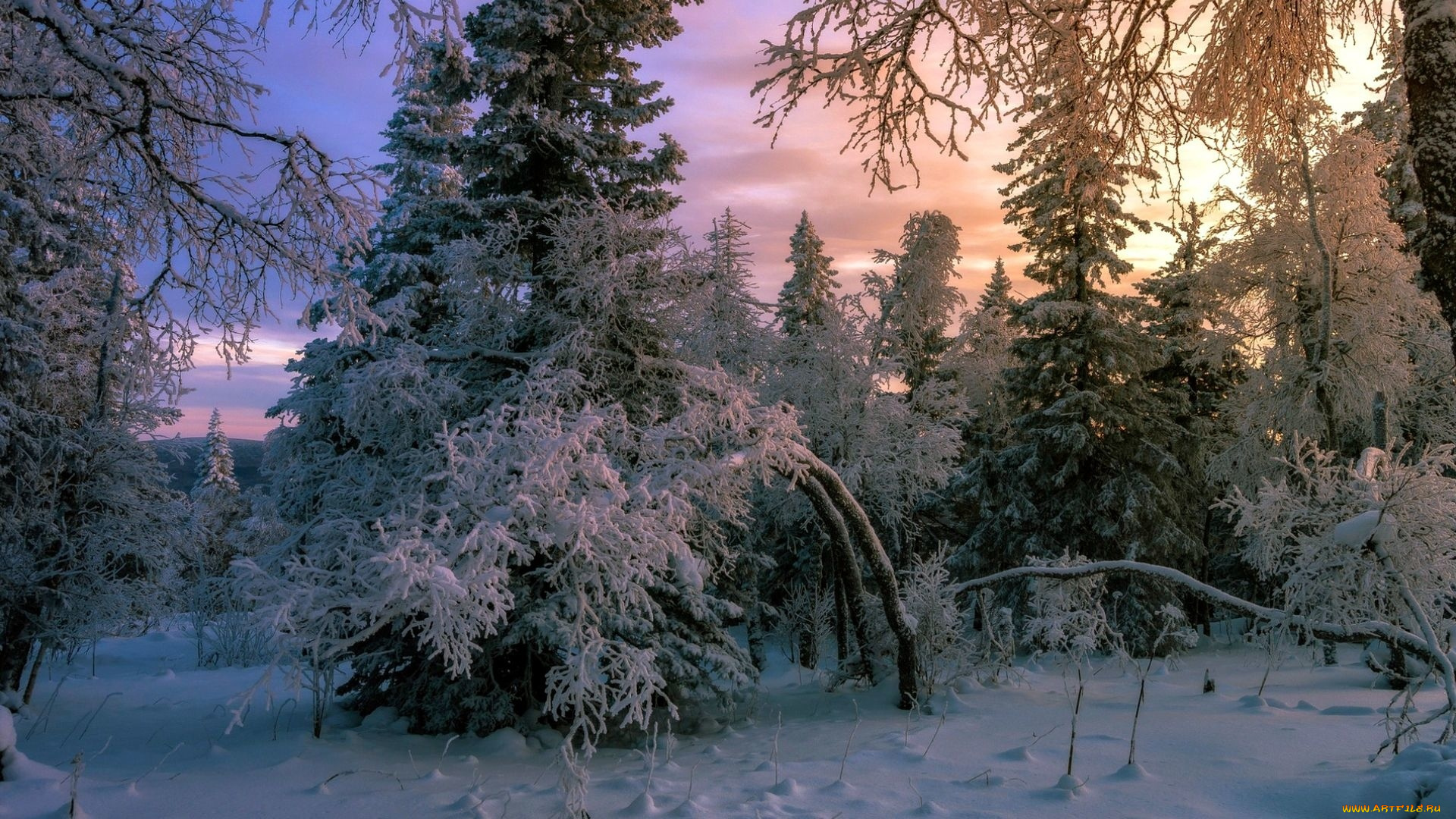 природа, лес, зима