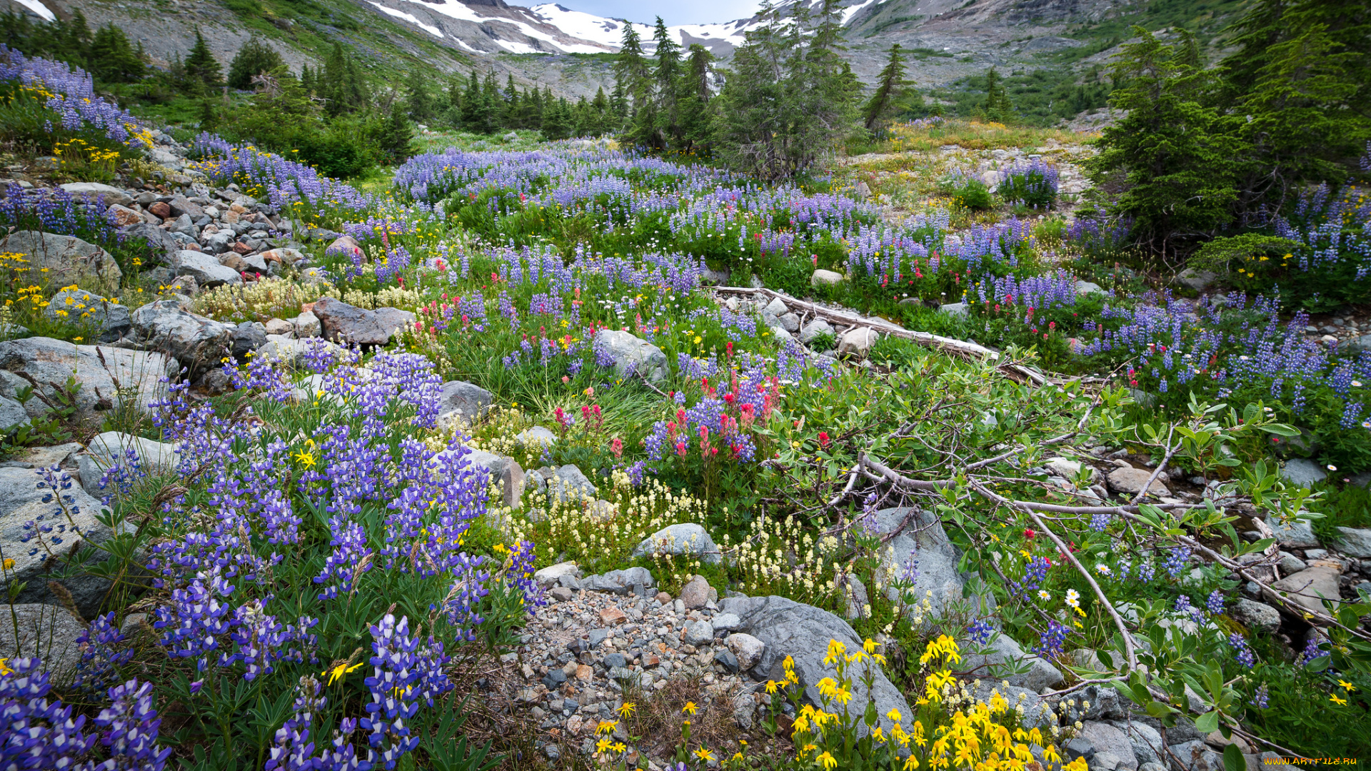 природа, луга, простор