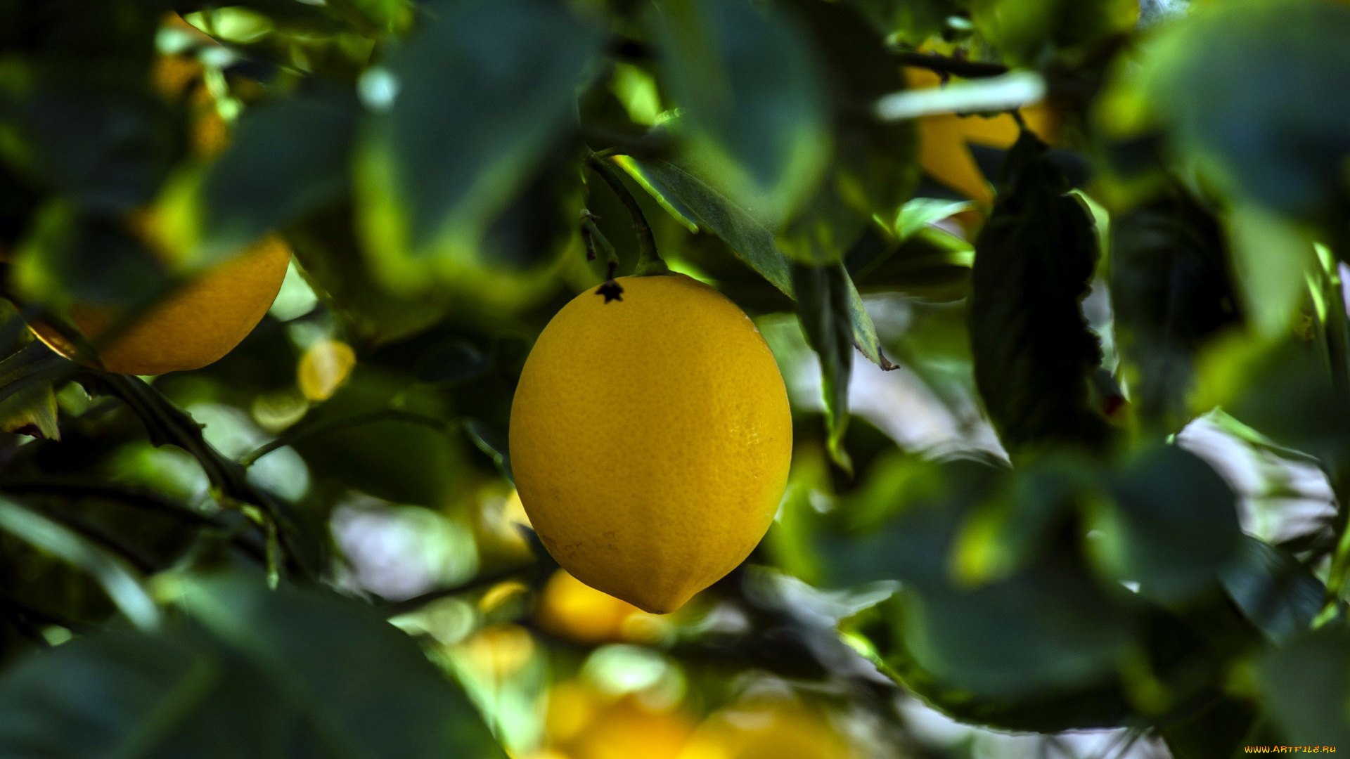 природа, плоды, лимон