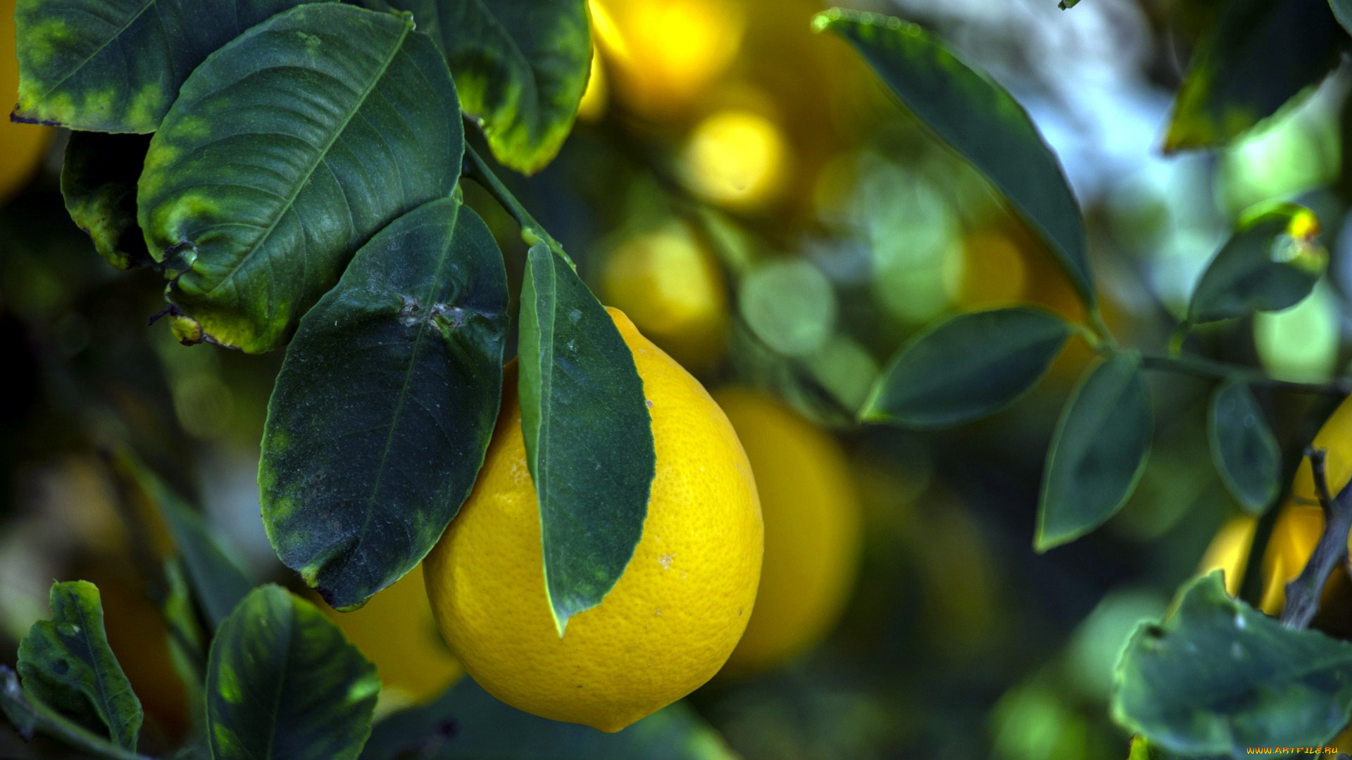 природа, плоды, лимон