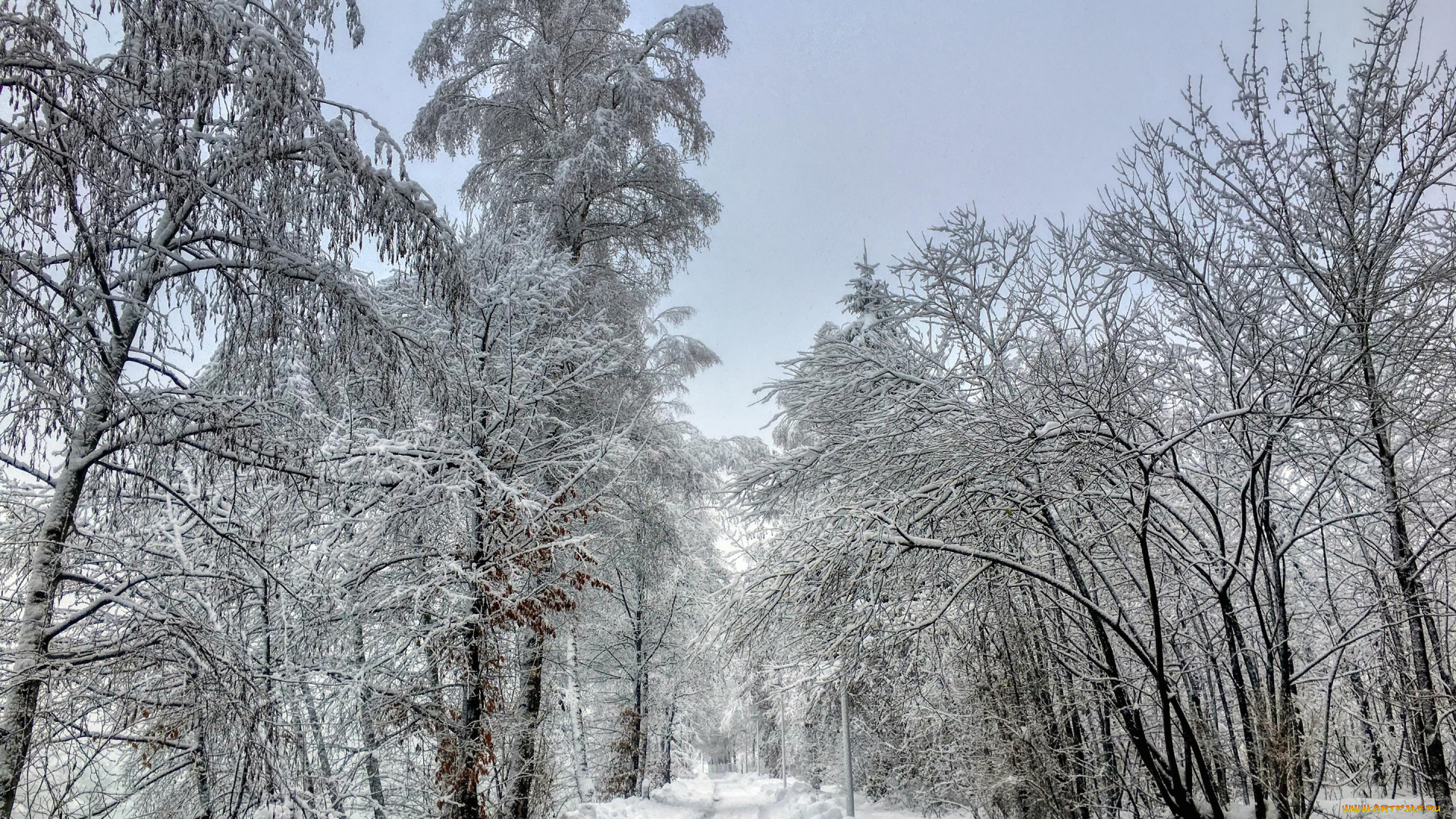 природа, зима, деревья, снег