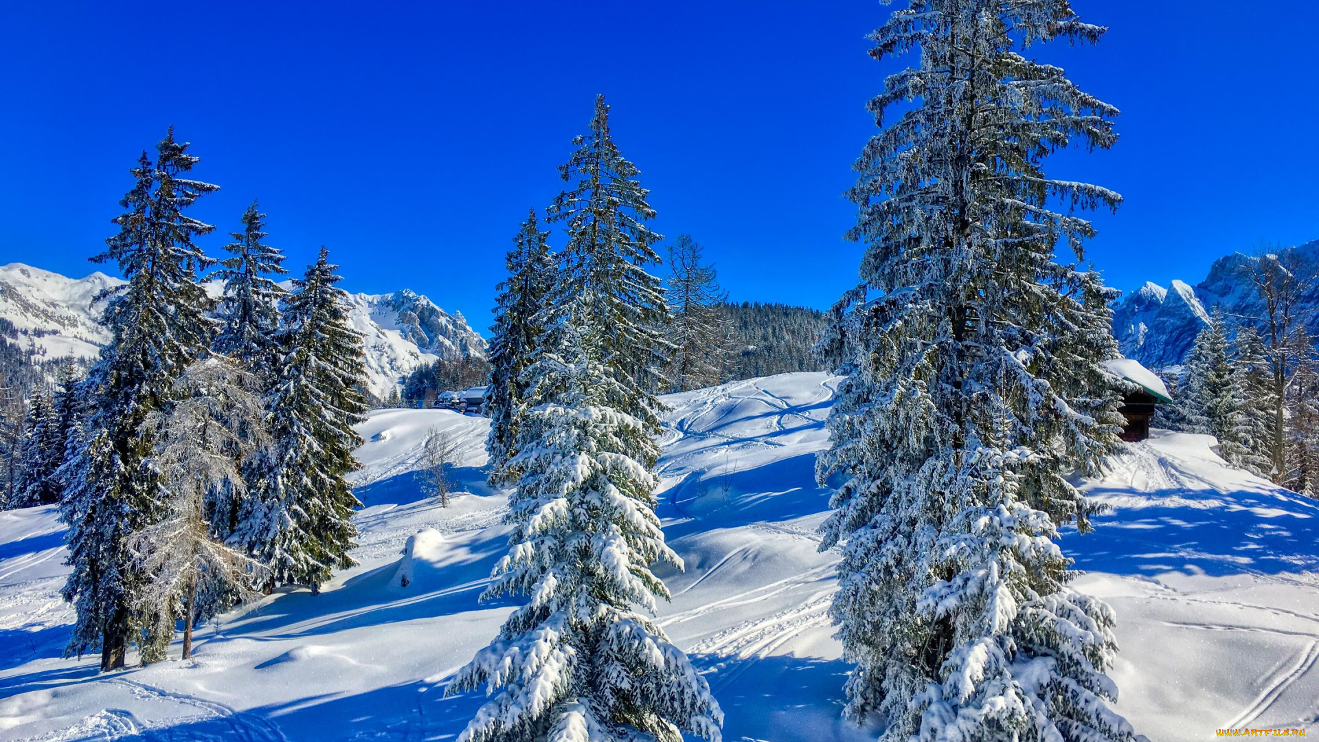 природа, зима, деревья, снег