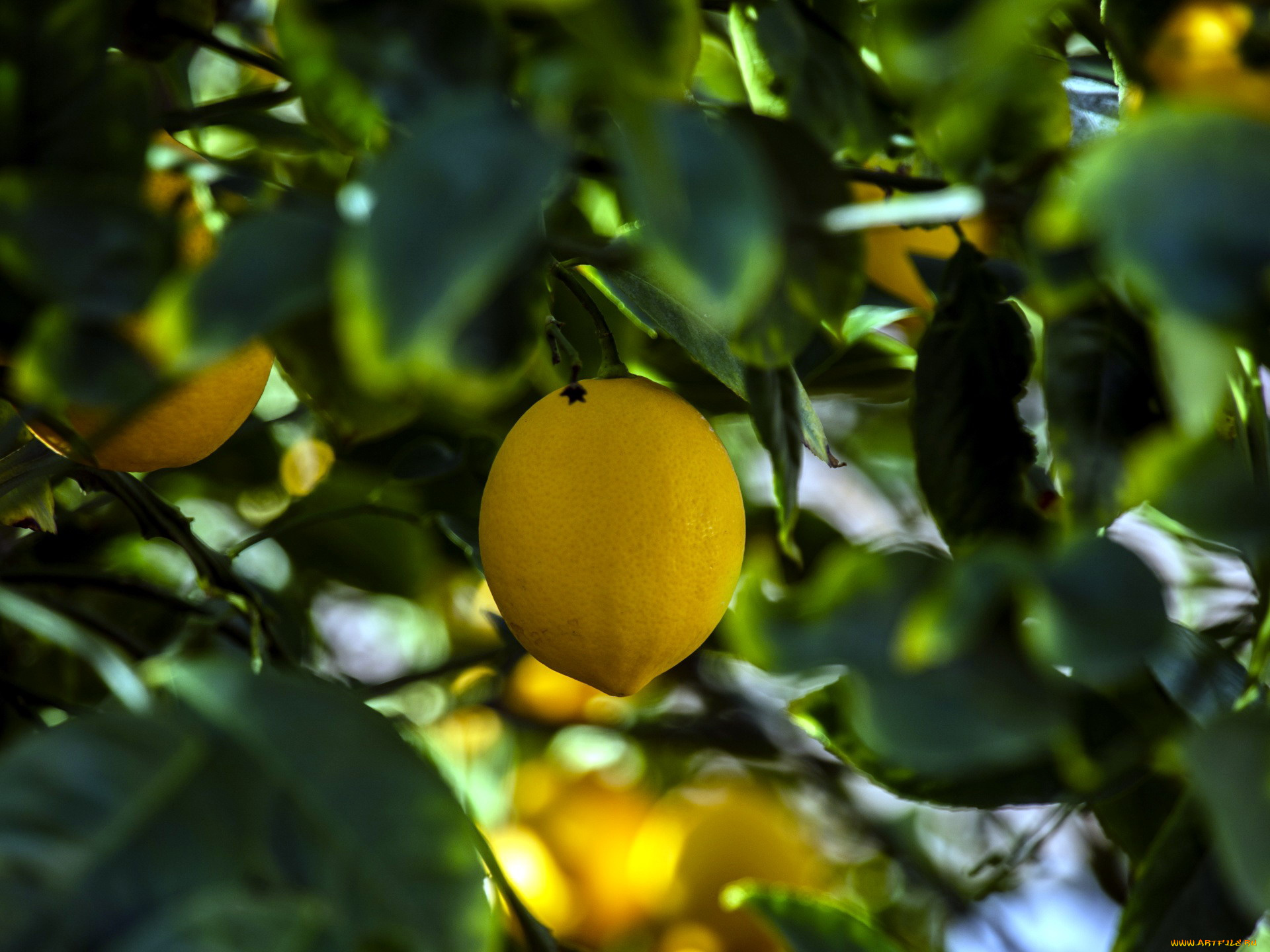 природа, плоды, лимон