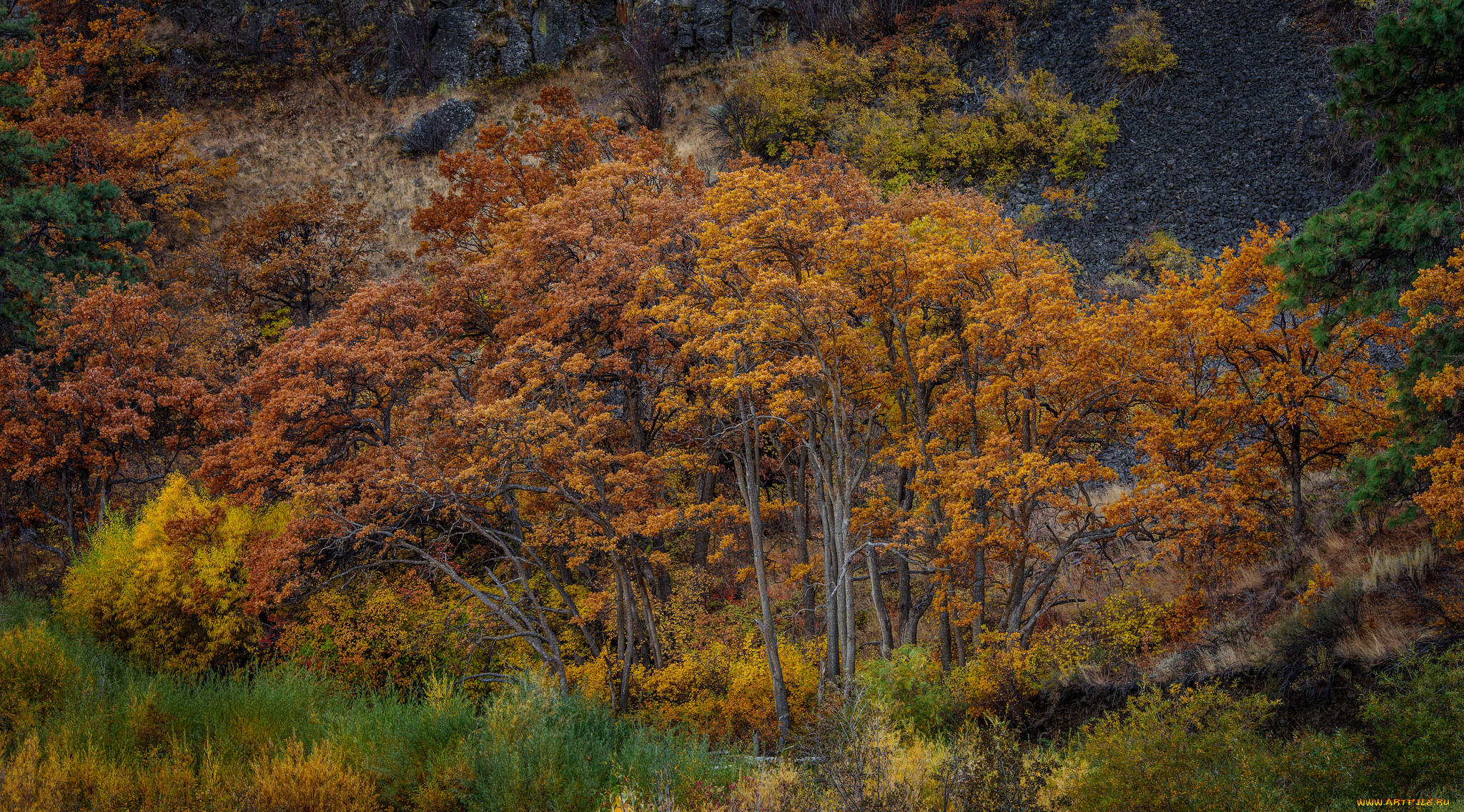 природа, деревья, простор