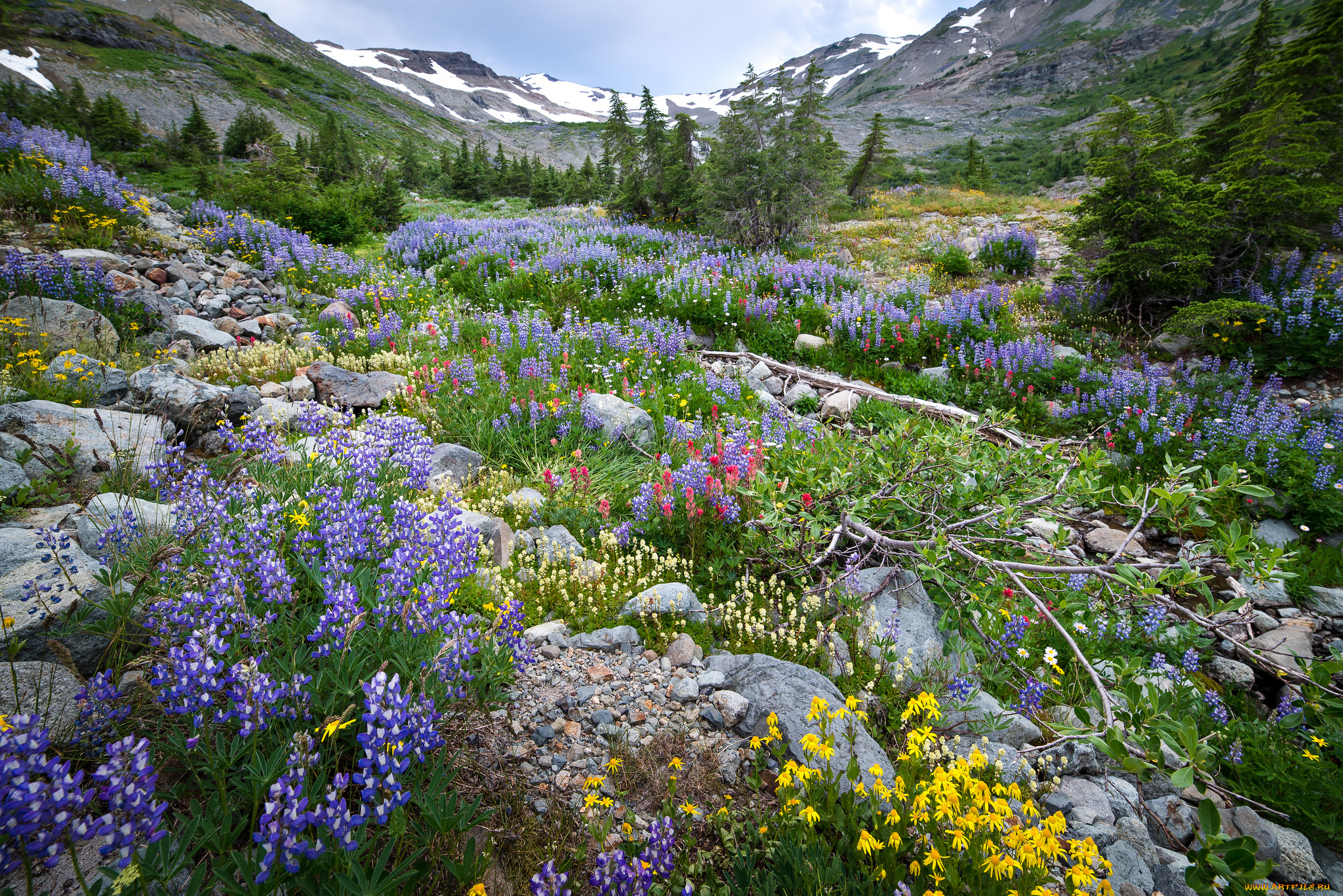 природа, луга, простор