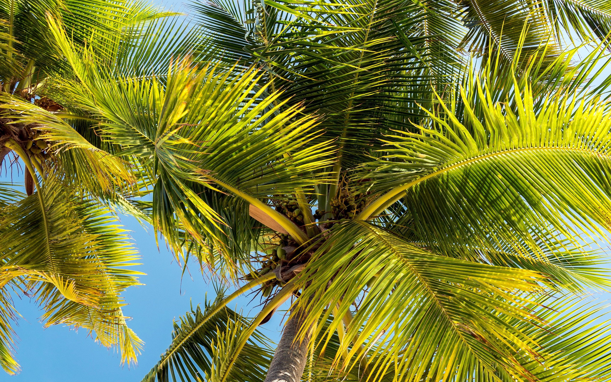 природа, деревья, пальма