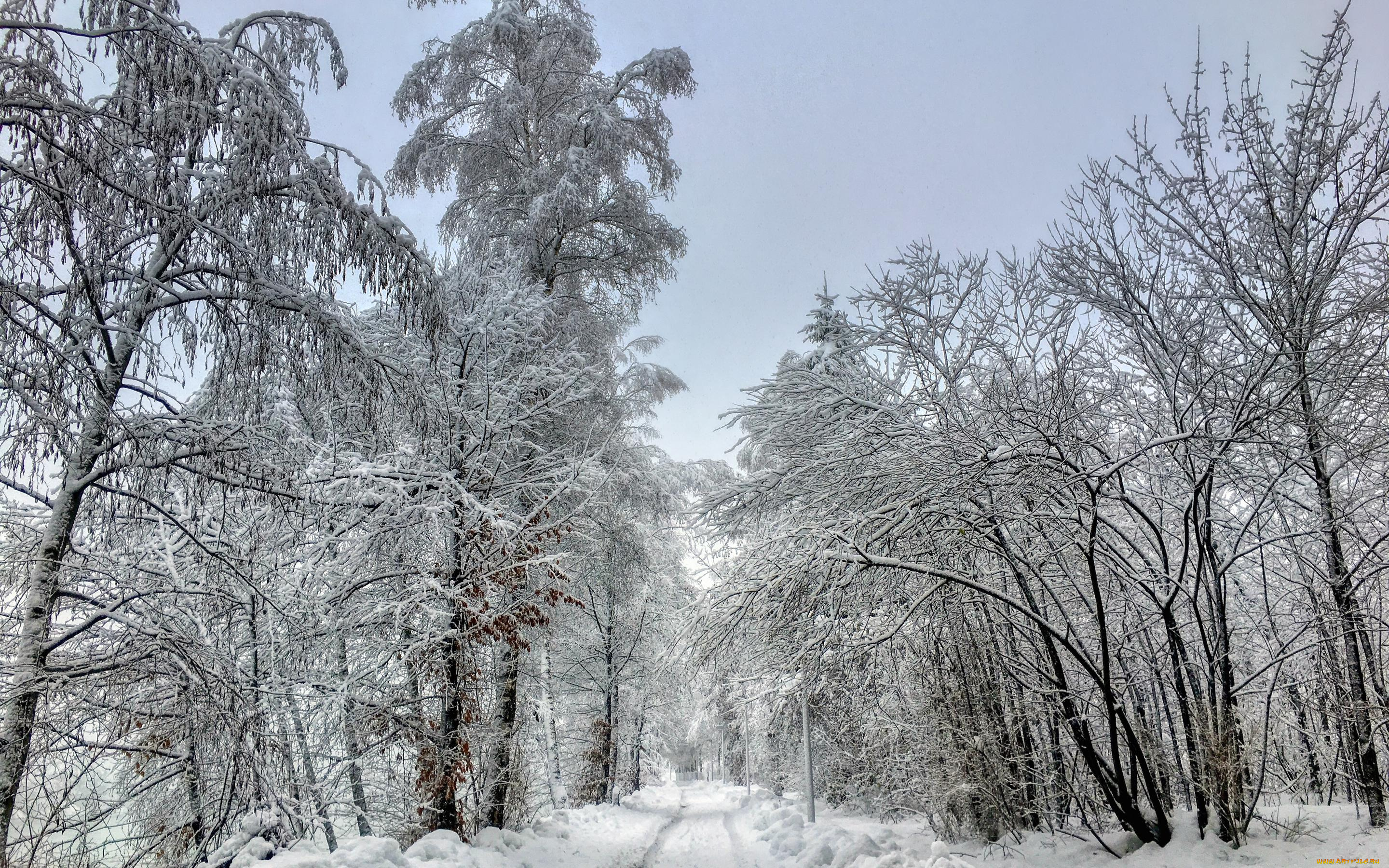 природа, зима, деревья, снег