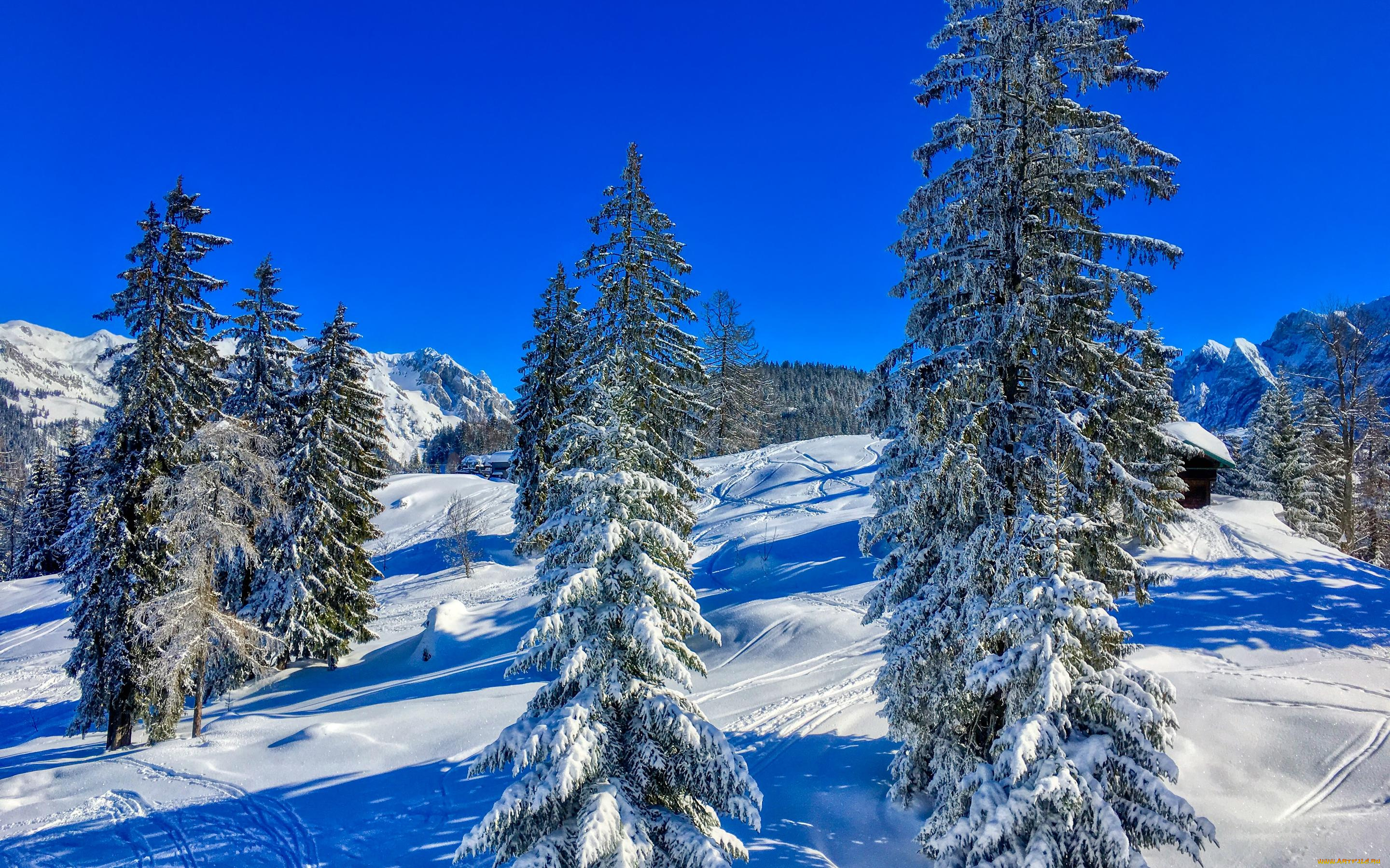 природа, зима, деревья, снег