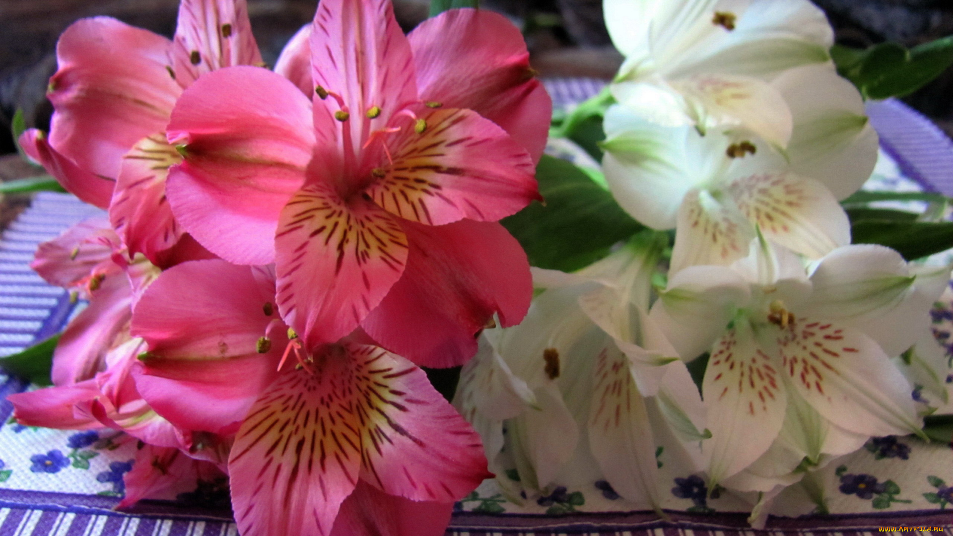 цветы, альстромерия, белая, розовая