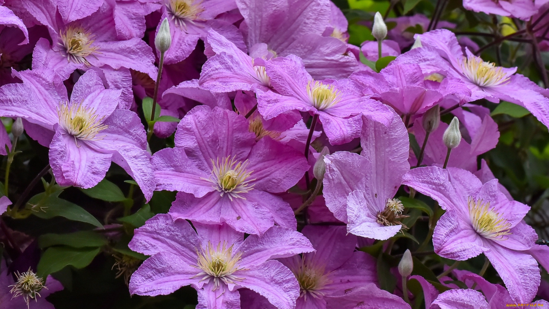 цветы, клематис, , ломонос, розовый, клематис