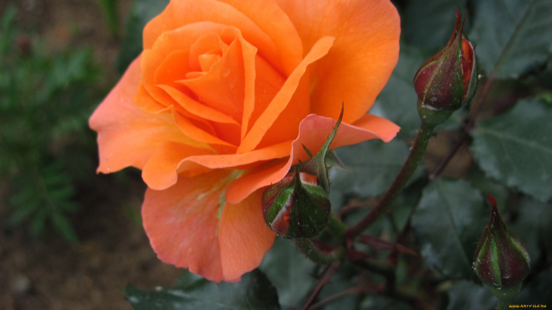 цветы, розы, макро