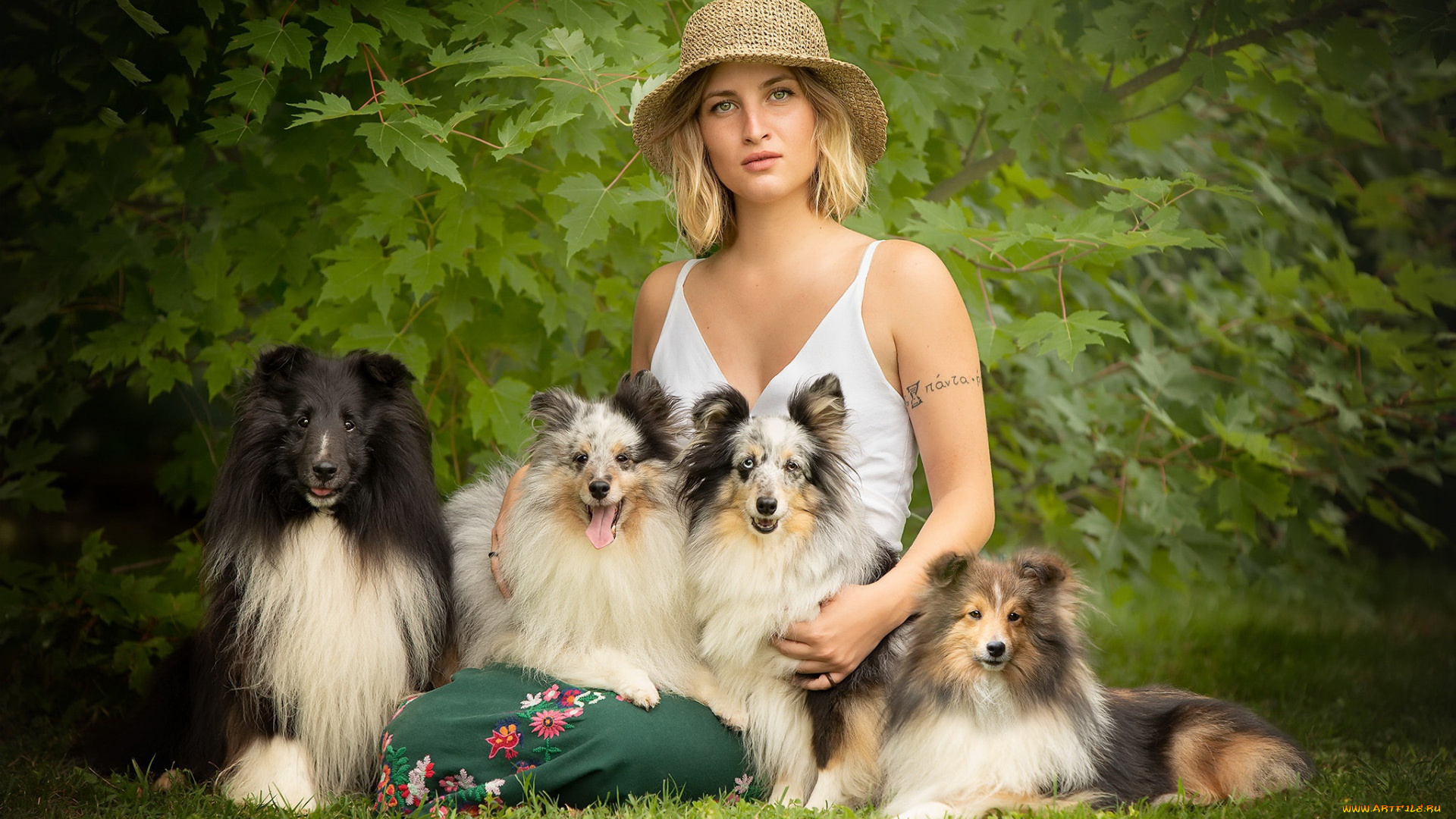 девушки, -, блондинки, , светловолосые, блондинка, шетландские, овчарки