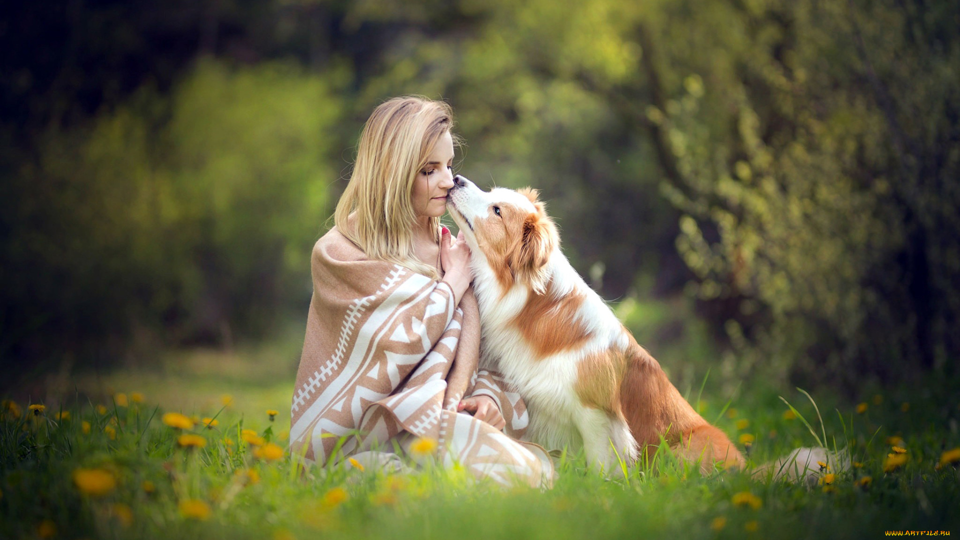 девушки, -, блондинки, , светловолосые, блондинка, колли