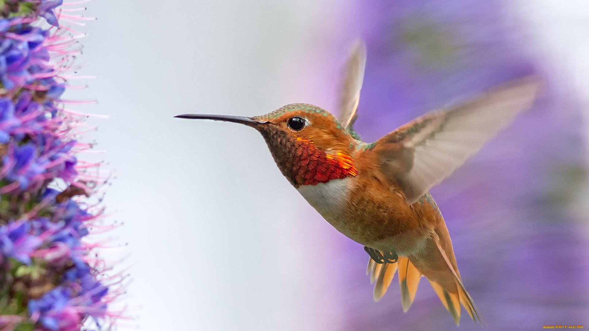 колибри, животные, самая, маленькая, птица, в, мире, да, само, название, птицы, очень, красивое, королева, нектара