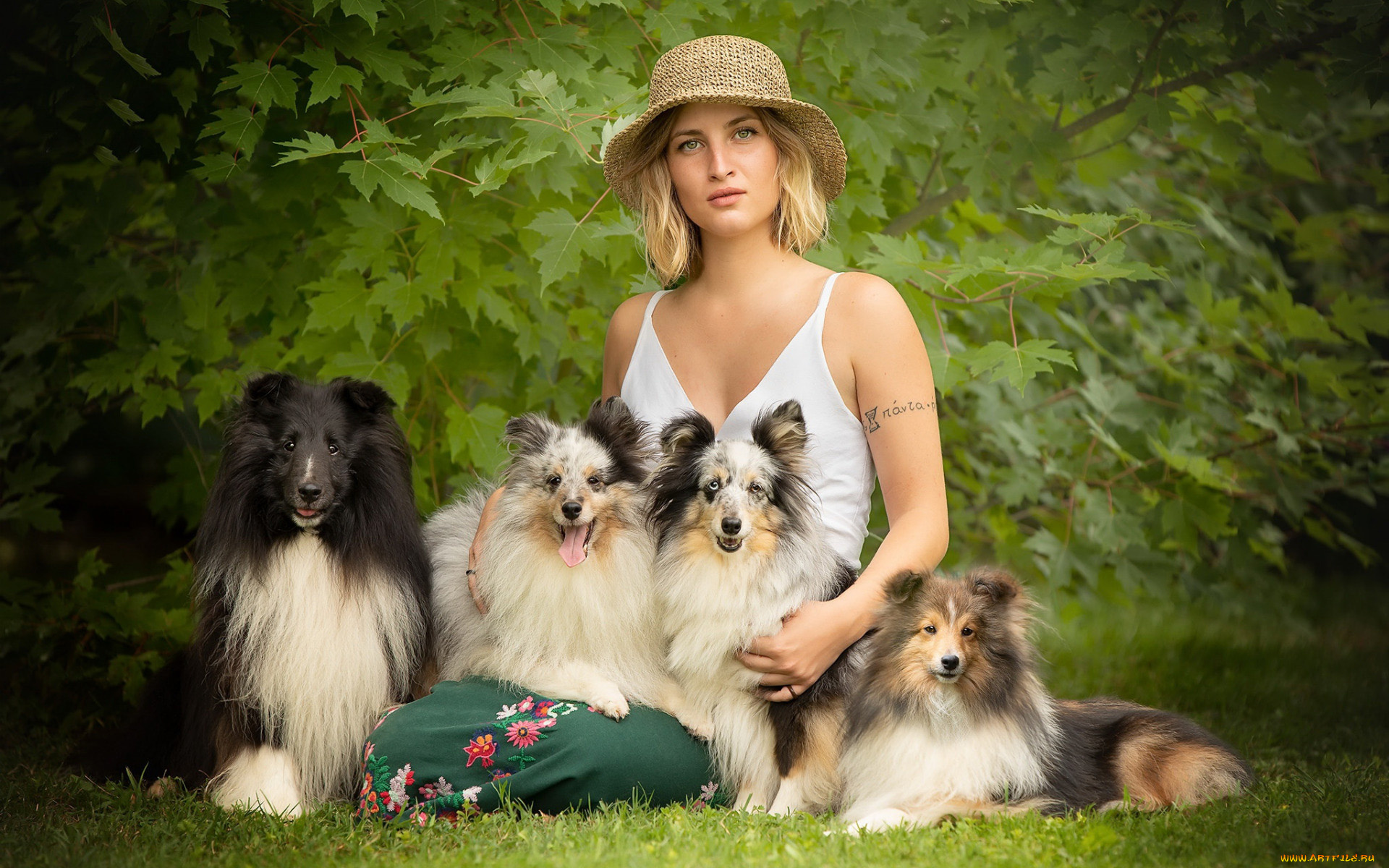 девушки, -, блондинки, , светловолосые, блондинка, шетландские, овчарки